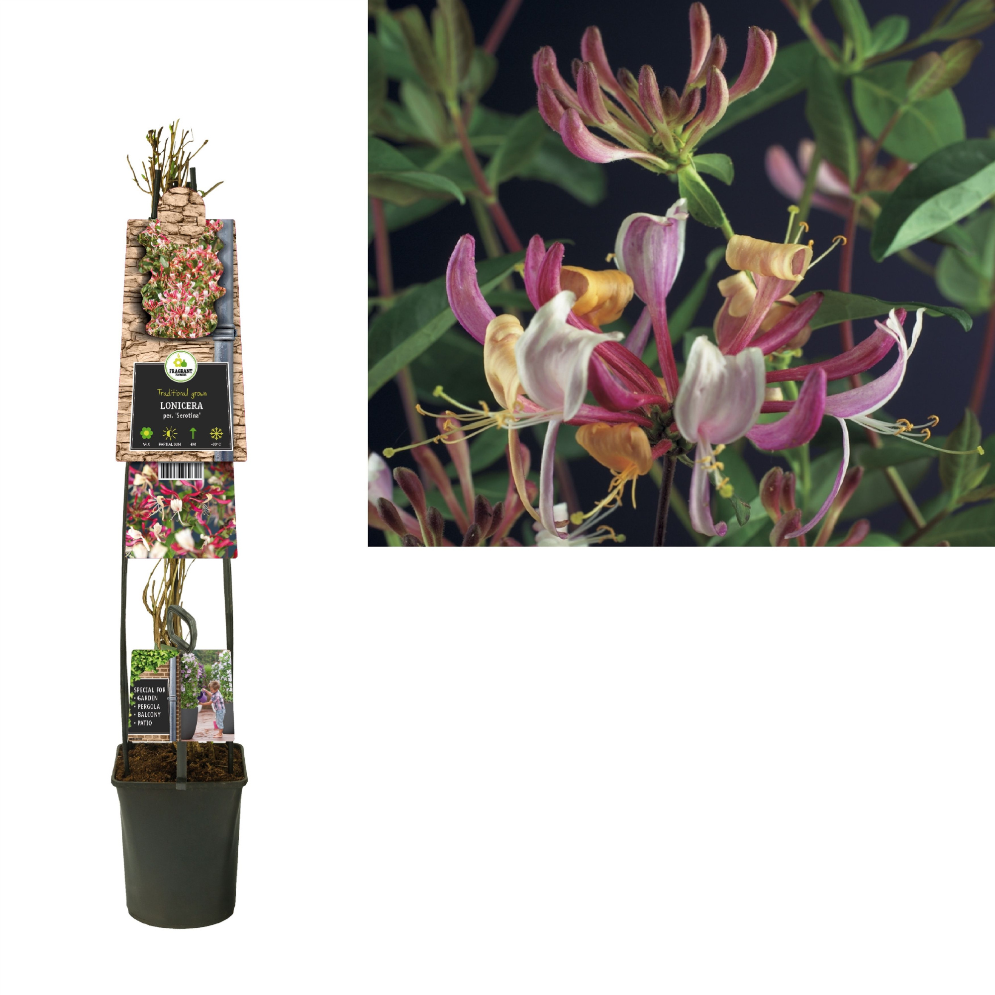 Lonicera per. 'Serotina' +3.0 label, D 23