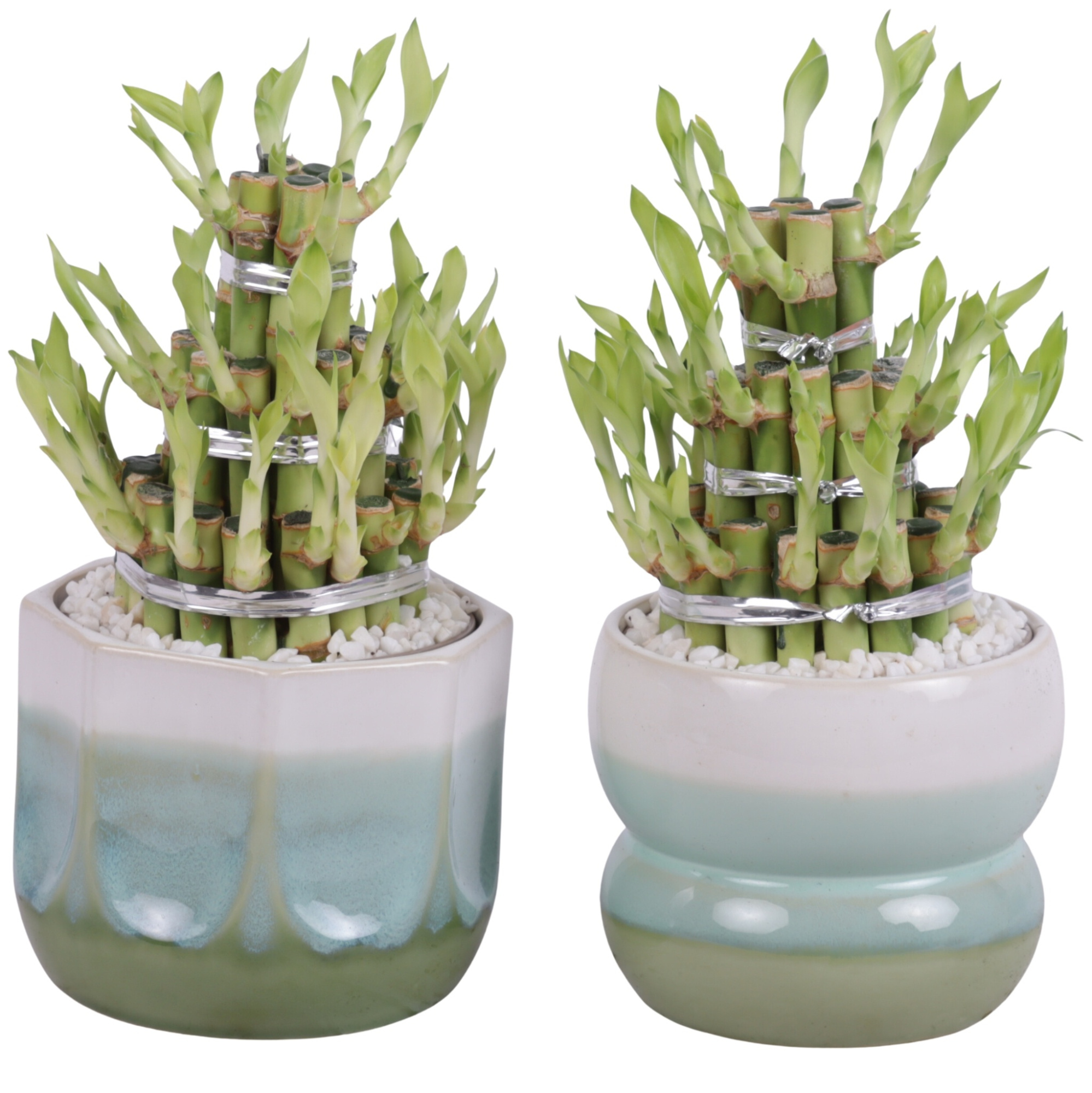 Lucky Bamboo Shape Round 3B Ø15cm Ceramic FB675, D 15