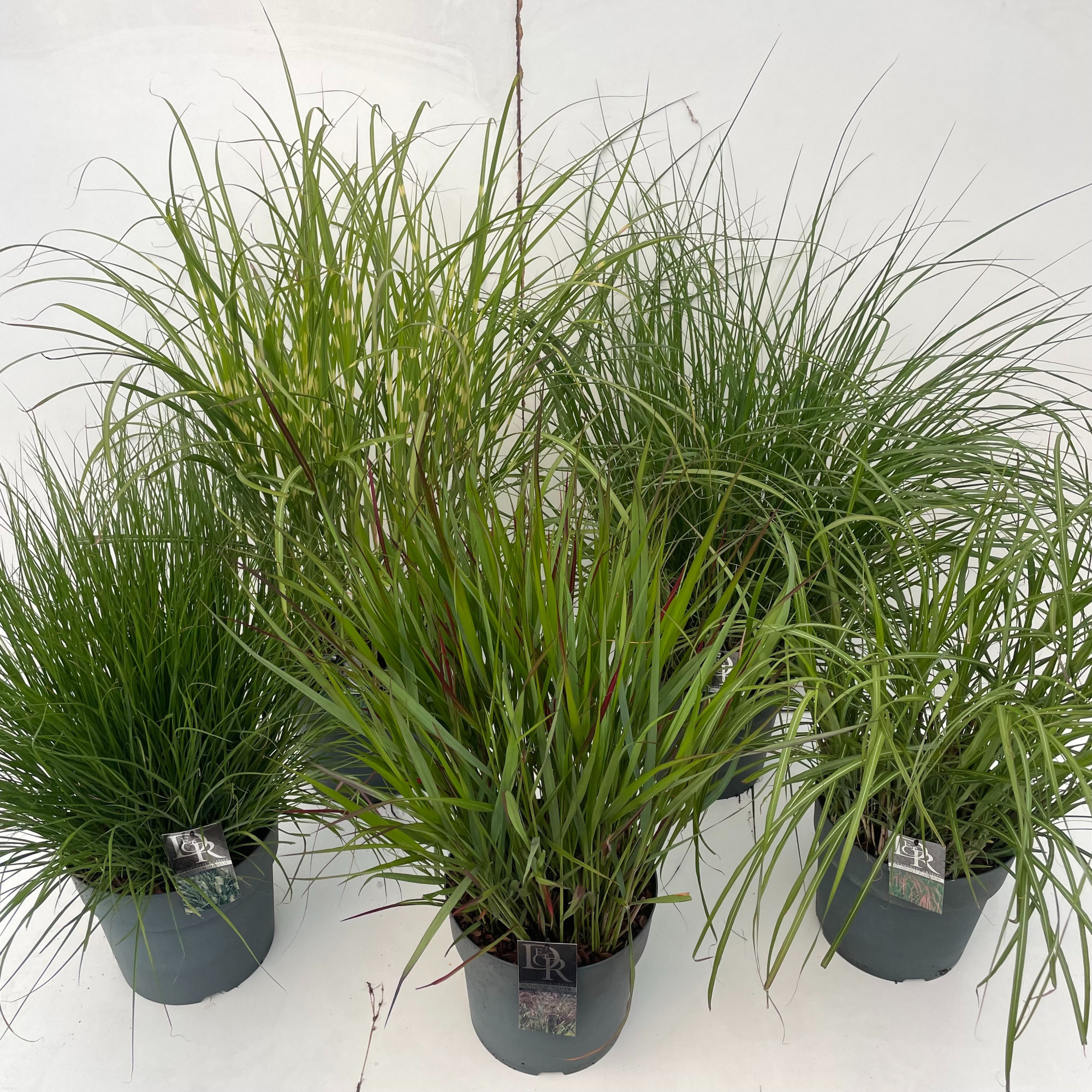 Siergras mix, D 29 cm