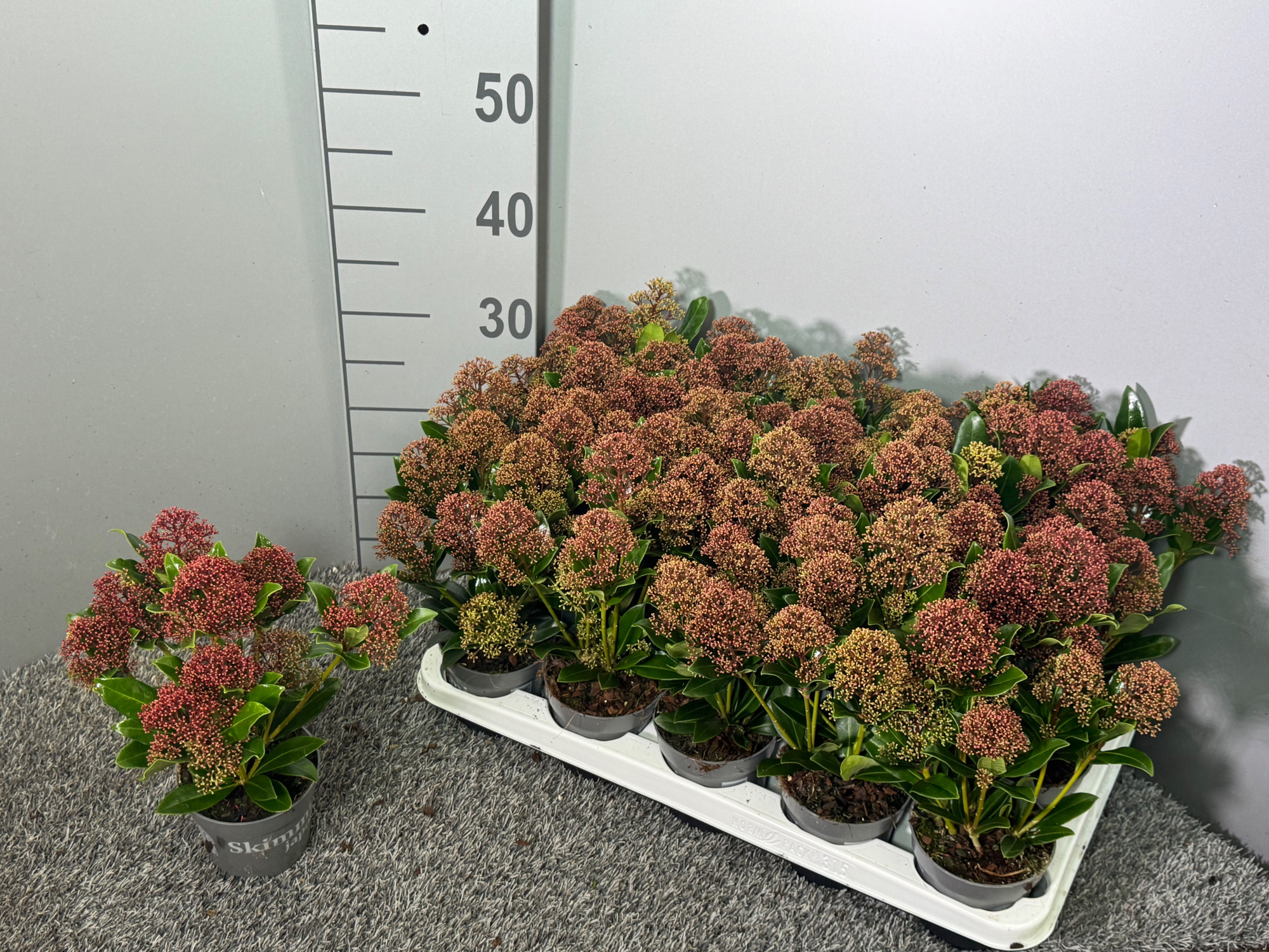 Skimmia japonica 'Rubesta Jos', D 10,5 cm