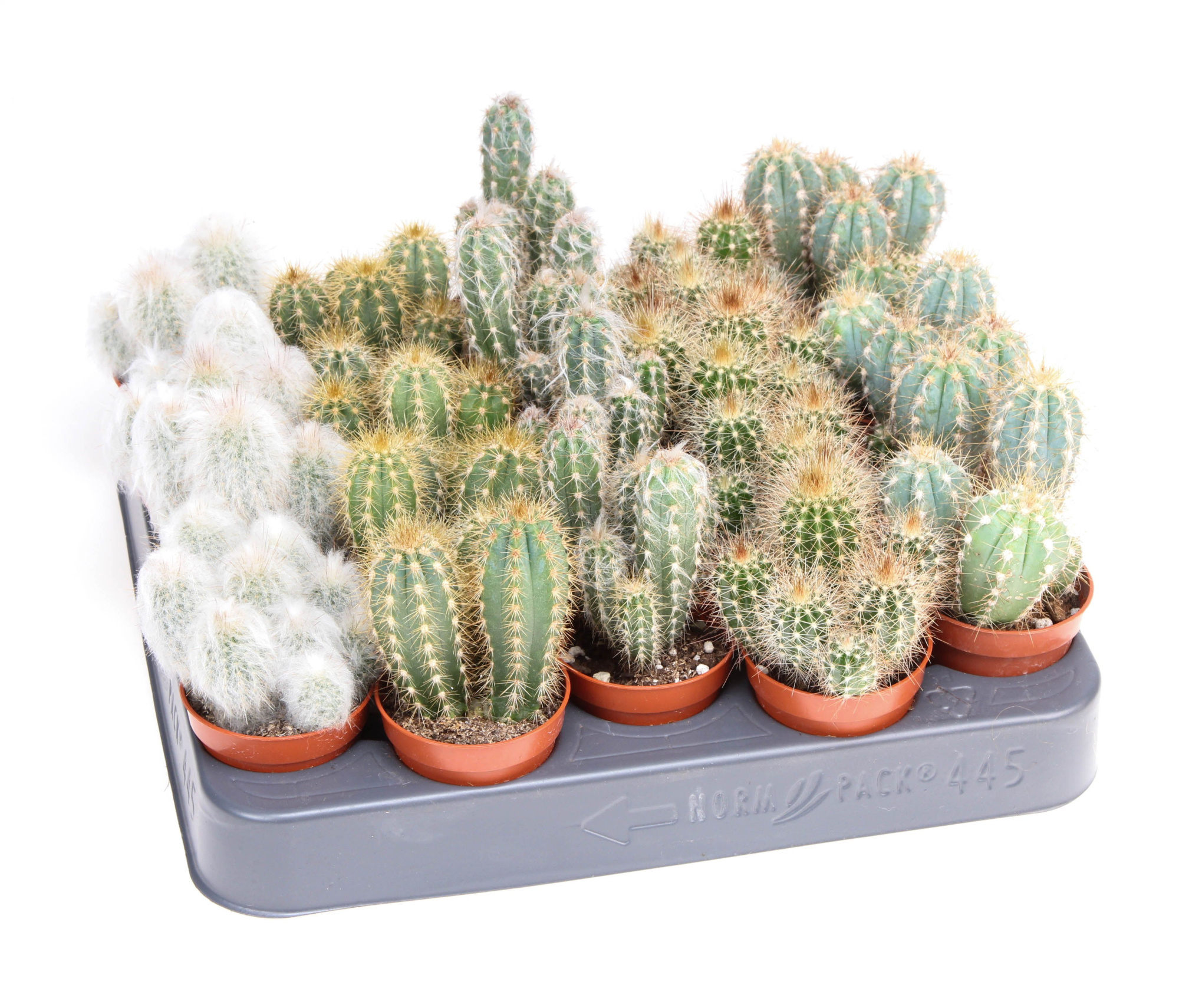 Cactus Zuil mix Dubbel, D 5,5 cm