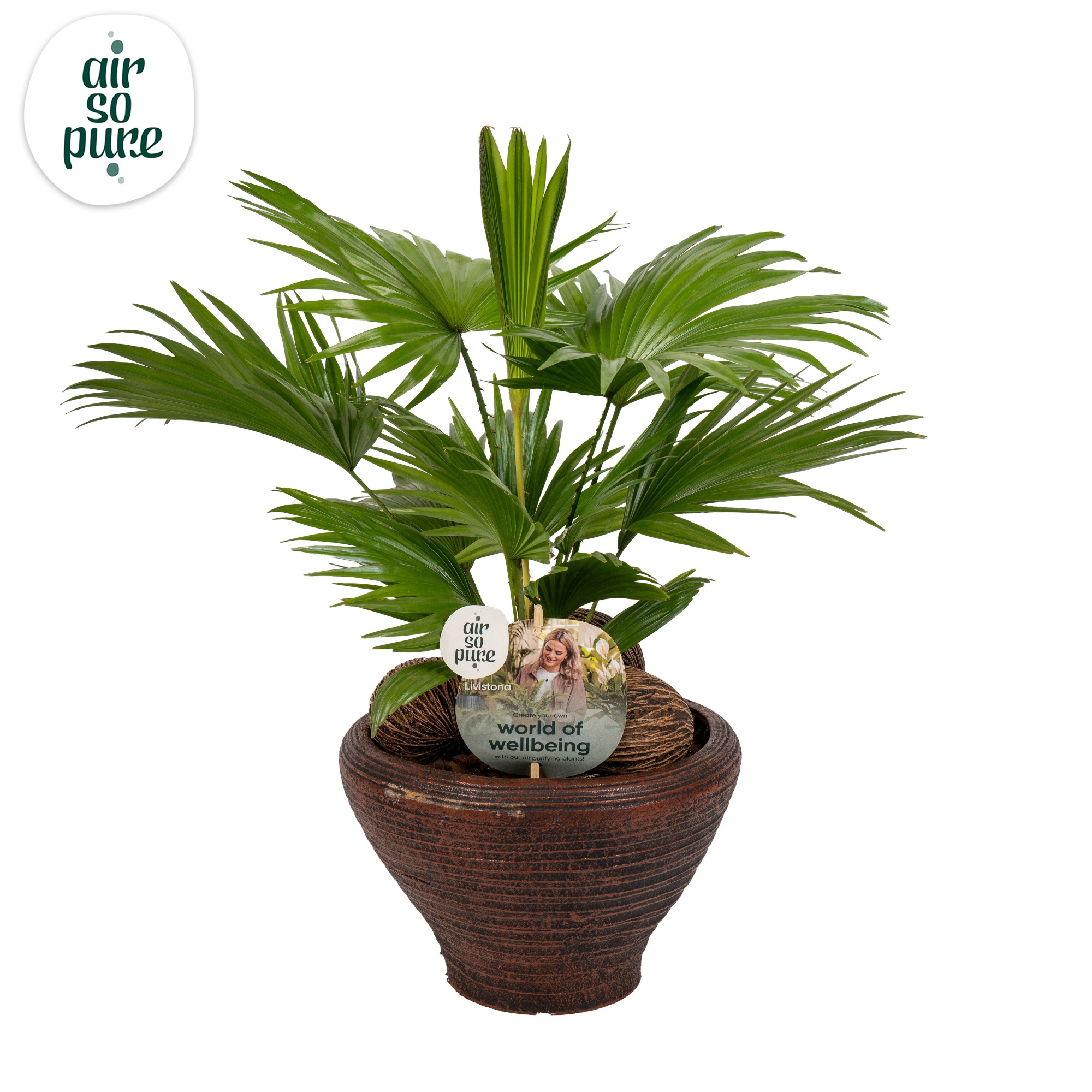 Livistona nr 6 hoedje Brown Air So Pure Aspd, D 26 cm