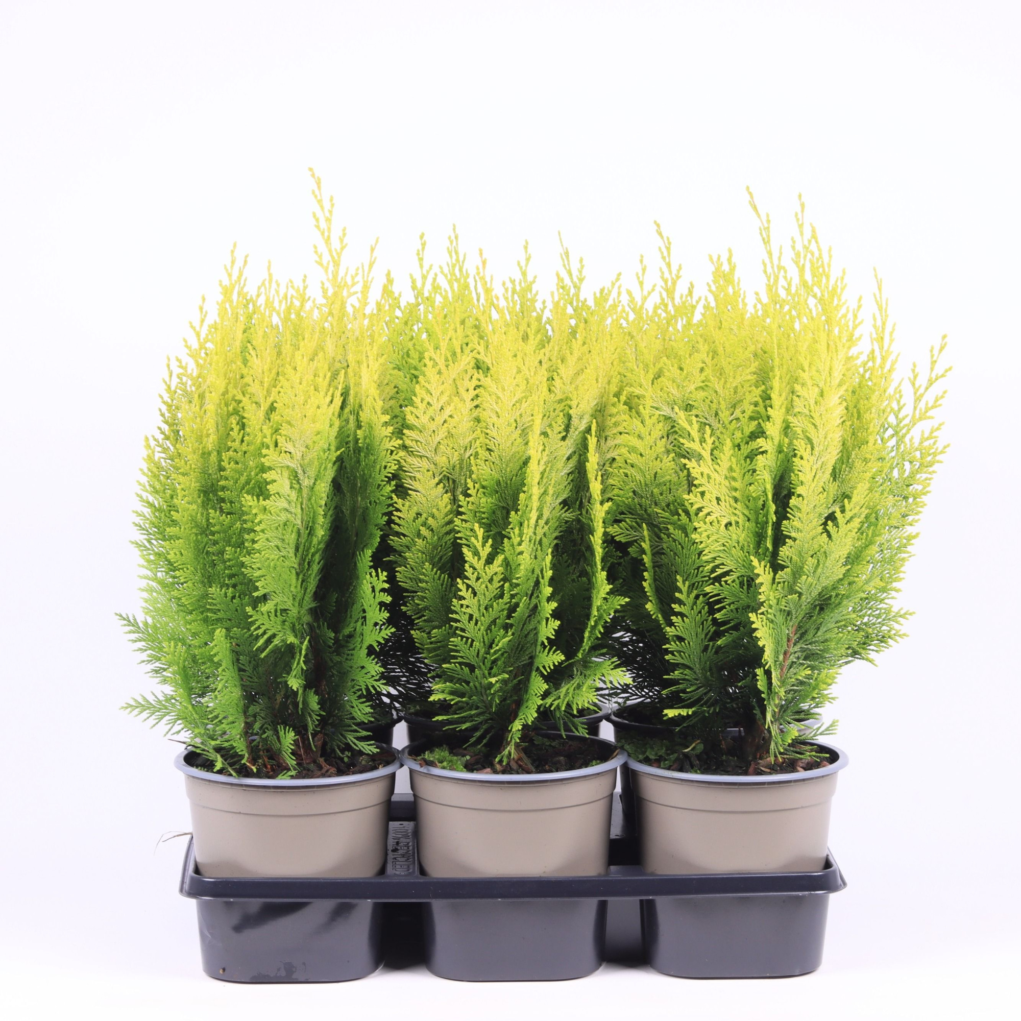 Chamaecyparis lawsoniana 'Ivonne', D 15 cm