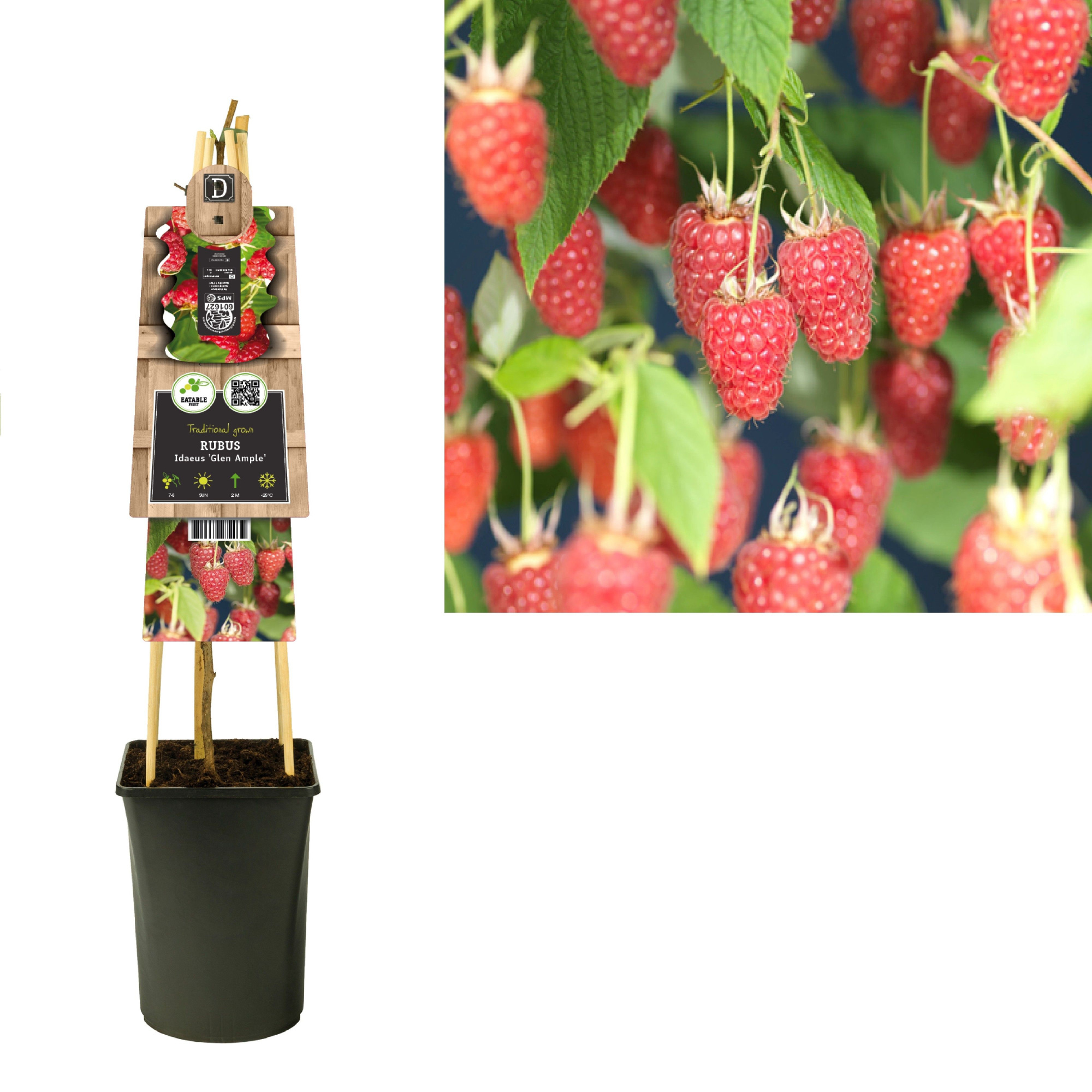 Rubus idaeus 'Glen Ample' +3.0 label, D 17 cm