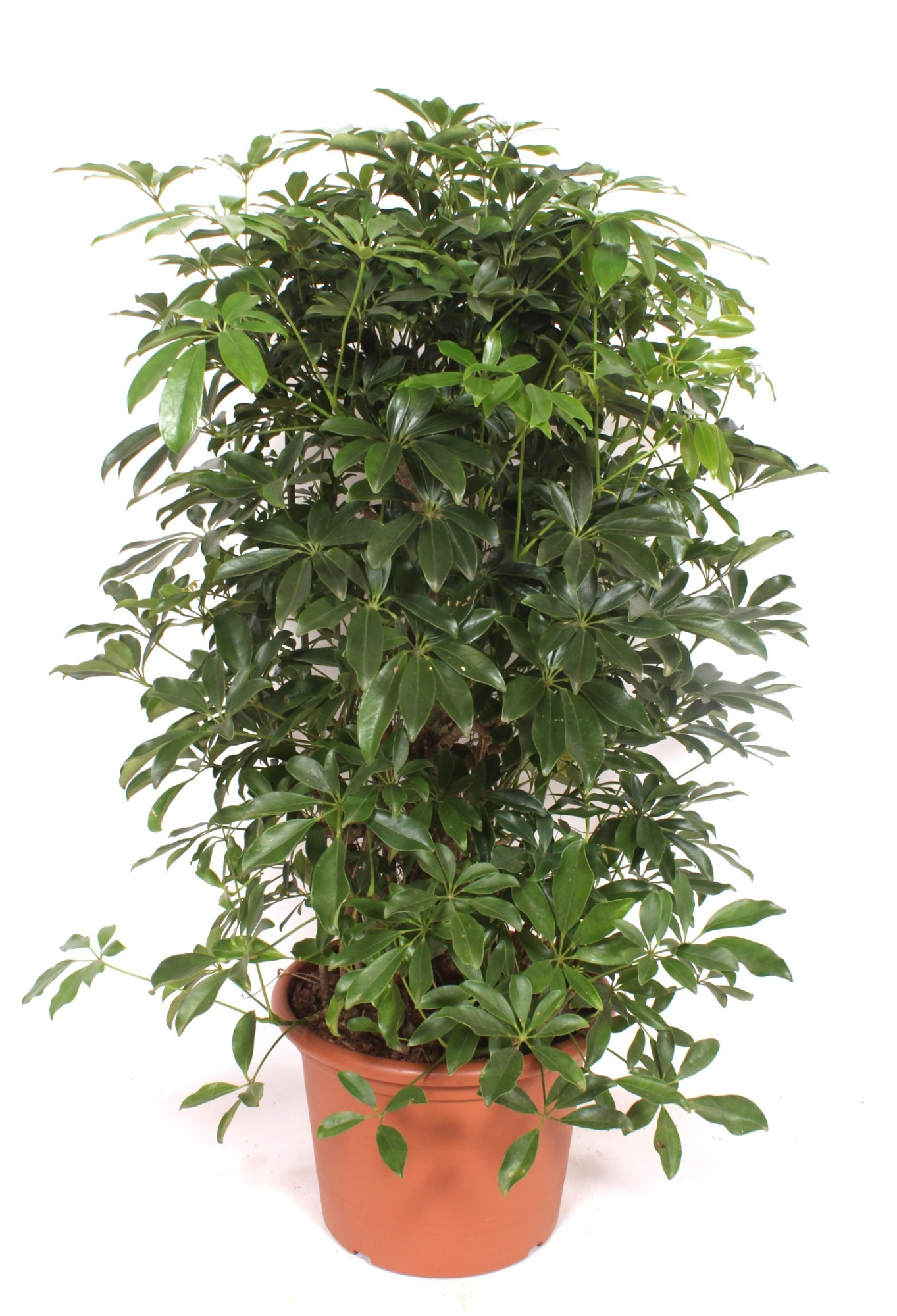 Schefflera arboricola 'Compacta', D 40