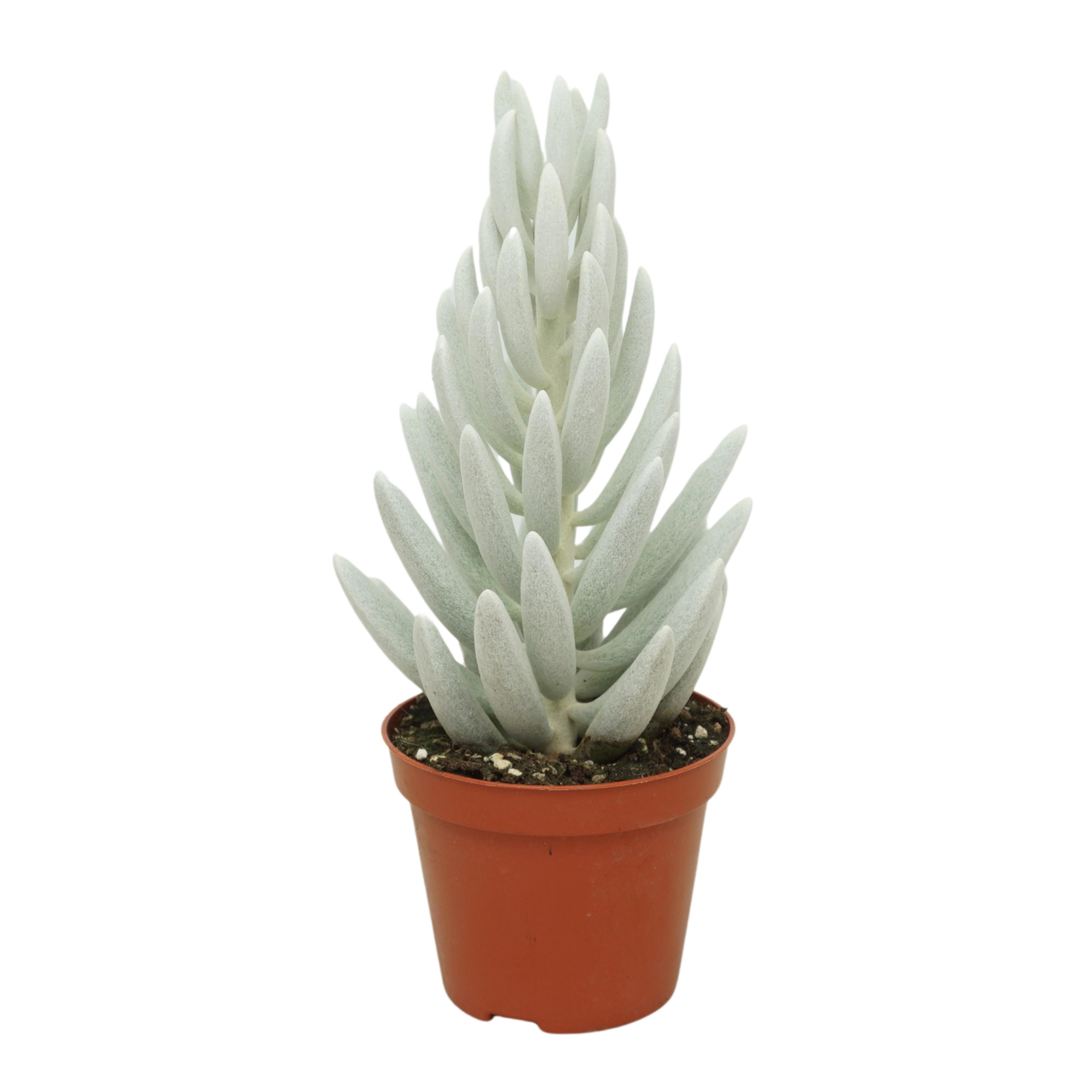 Senecio mont blanc 8,5 cm, D 8,5 cm