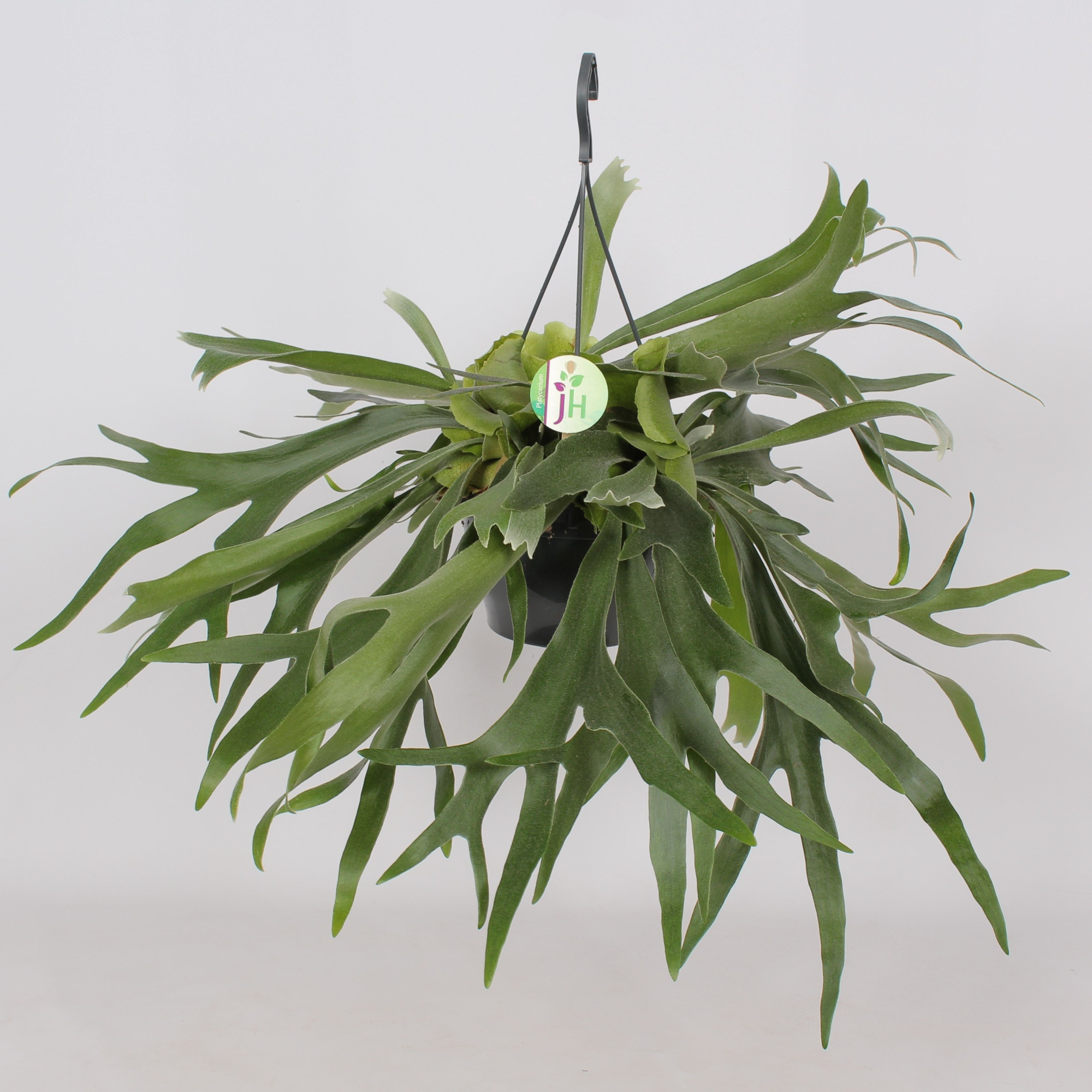 Platycerium Bifurcatum, D 21 cm