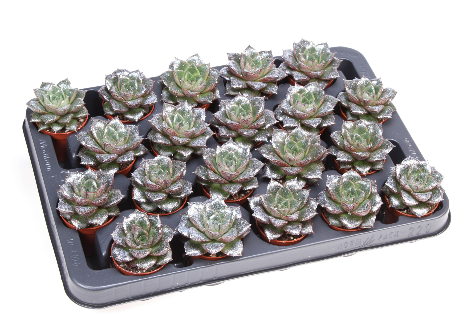 Bio purper naturel glitter, D 5,5