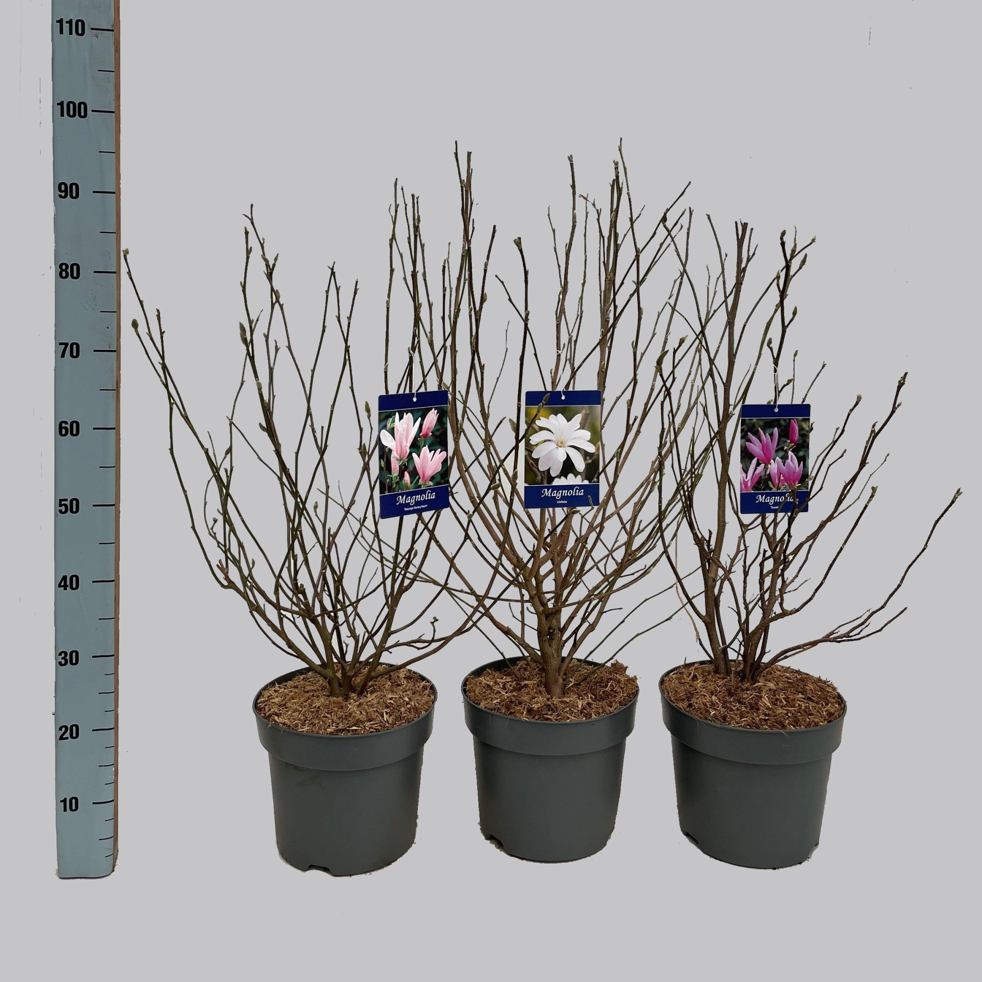 Magnolia mix, 3 soorten, D 26