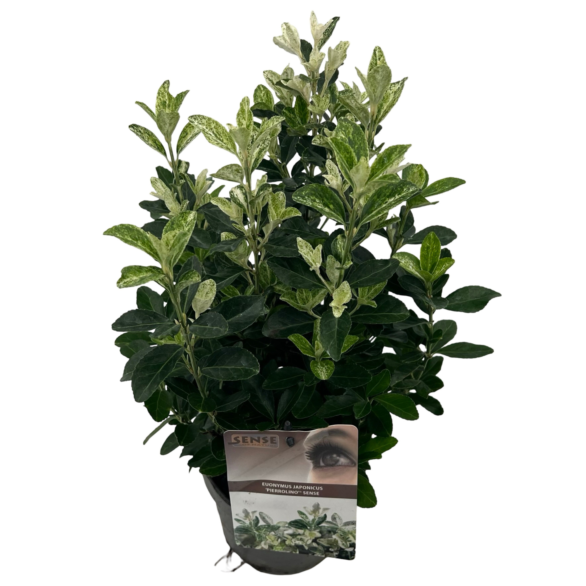 Euonymus jap. 'Pierrolino' sense, D 17