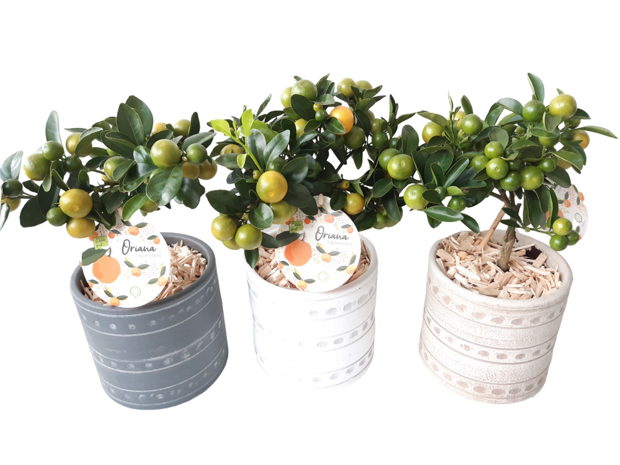PCP14CIT Planter Pot Keramiek 14cm Citrus Calamondin, D 14