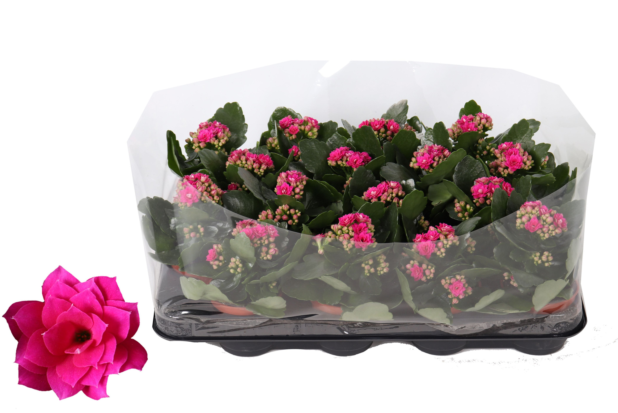 Kalanchoe Rosalina 07cm Don Victorio paars, Trayfolie, D 7 cm