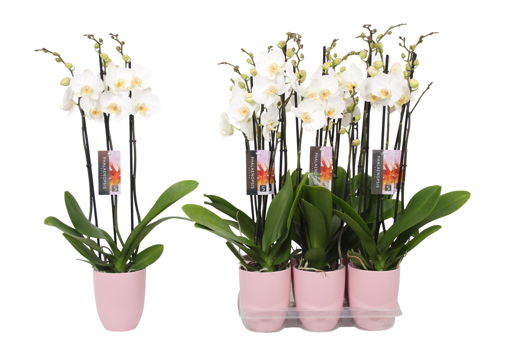 Phalaenopsis White, 3-spike Pink Ceramics, D 12