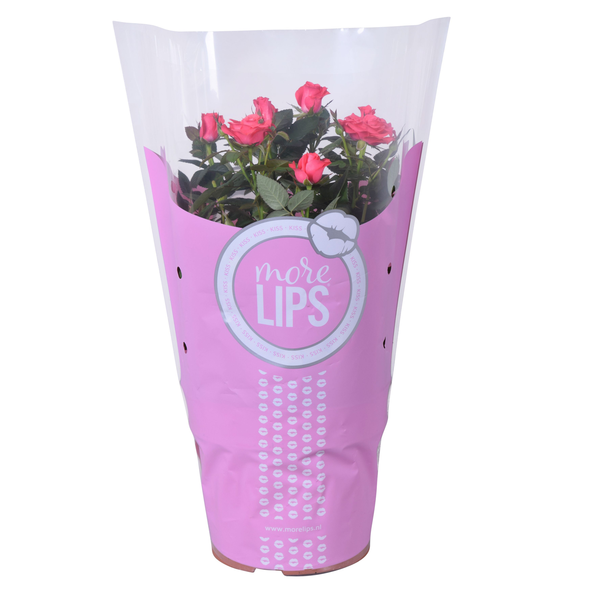 Rosa Favourite Roses pink MoreLips, D 17