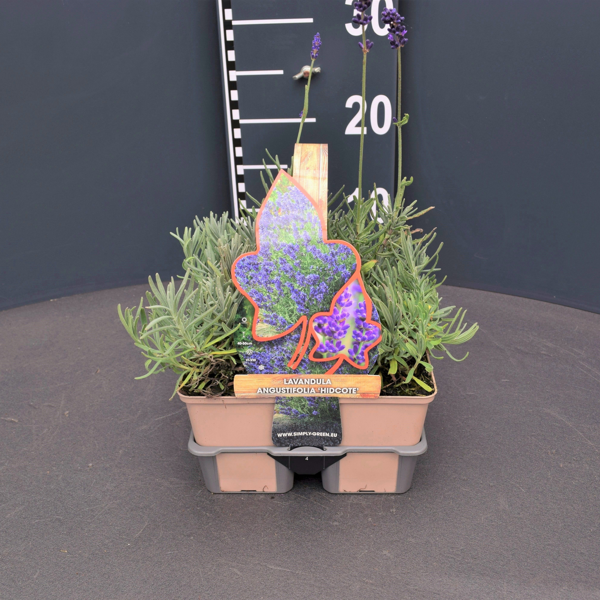 Lavandula angustifolia 'Hidcote' (4-Pack), D 9 cm