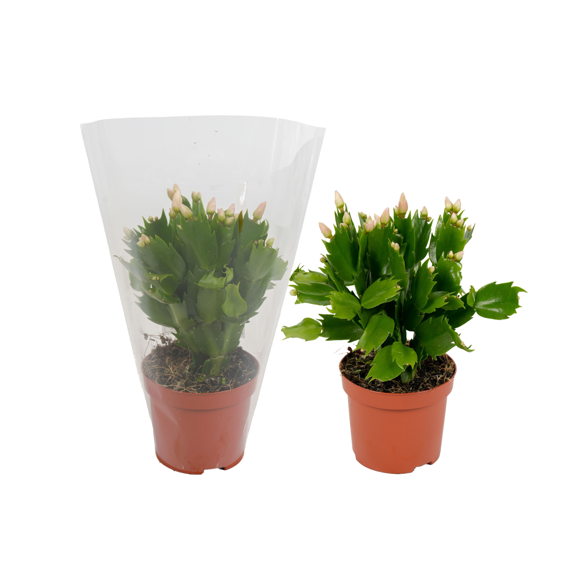 Schlumbergera geel 9cm blanco hoes, D 9 cm