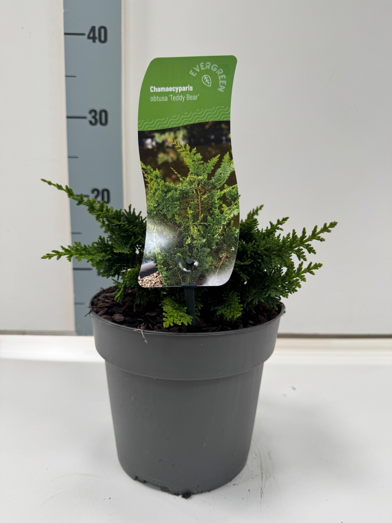 Chamaecyparis obtusa 'Teddybeer', D 17