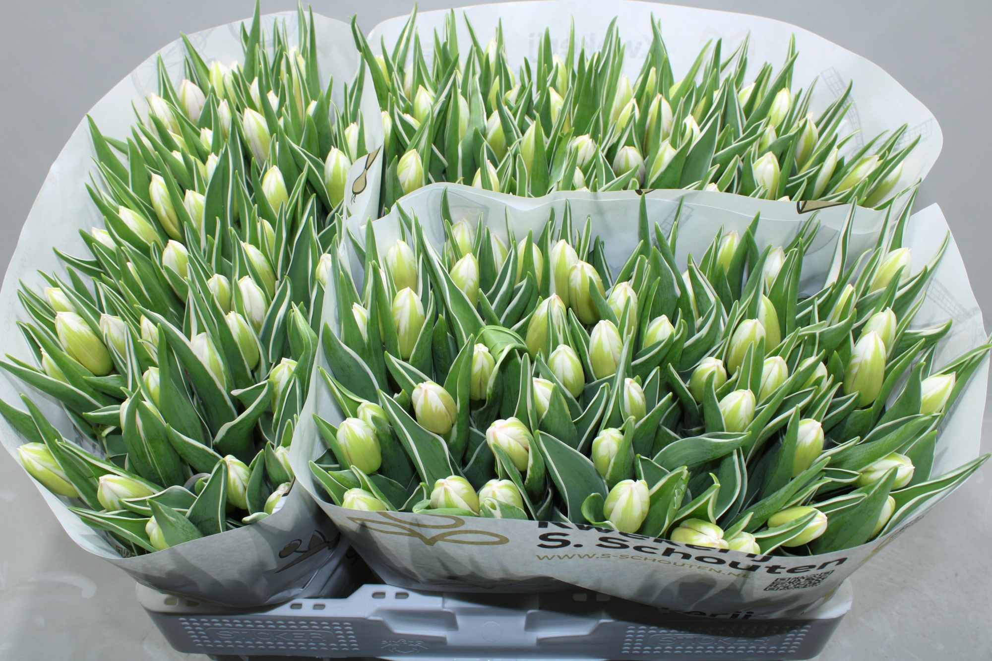 Тюльпан од. Марк Дизайн (розово-бел.), шт.