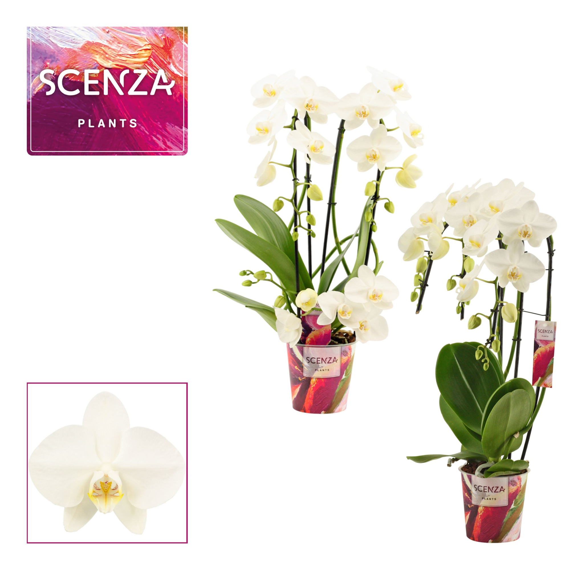 Phalaenopsis vormen mix 3 tak wit, D 12