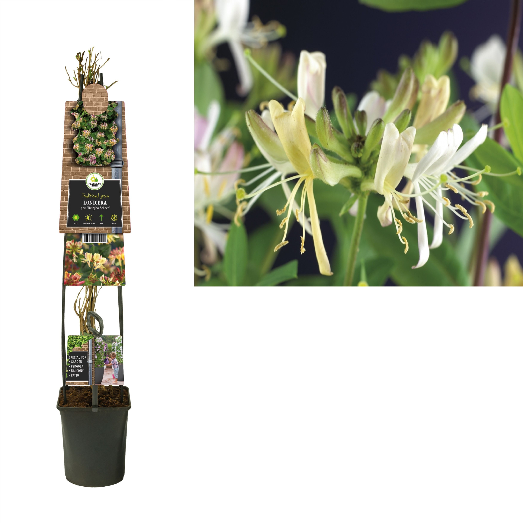 Lonicera per. 'Belgica Select' +3.0 label, D 23 cm
