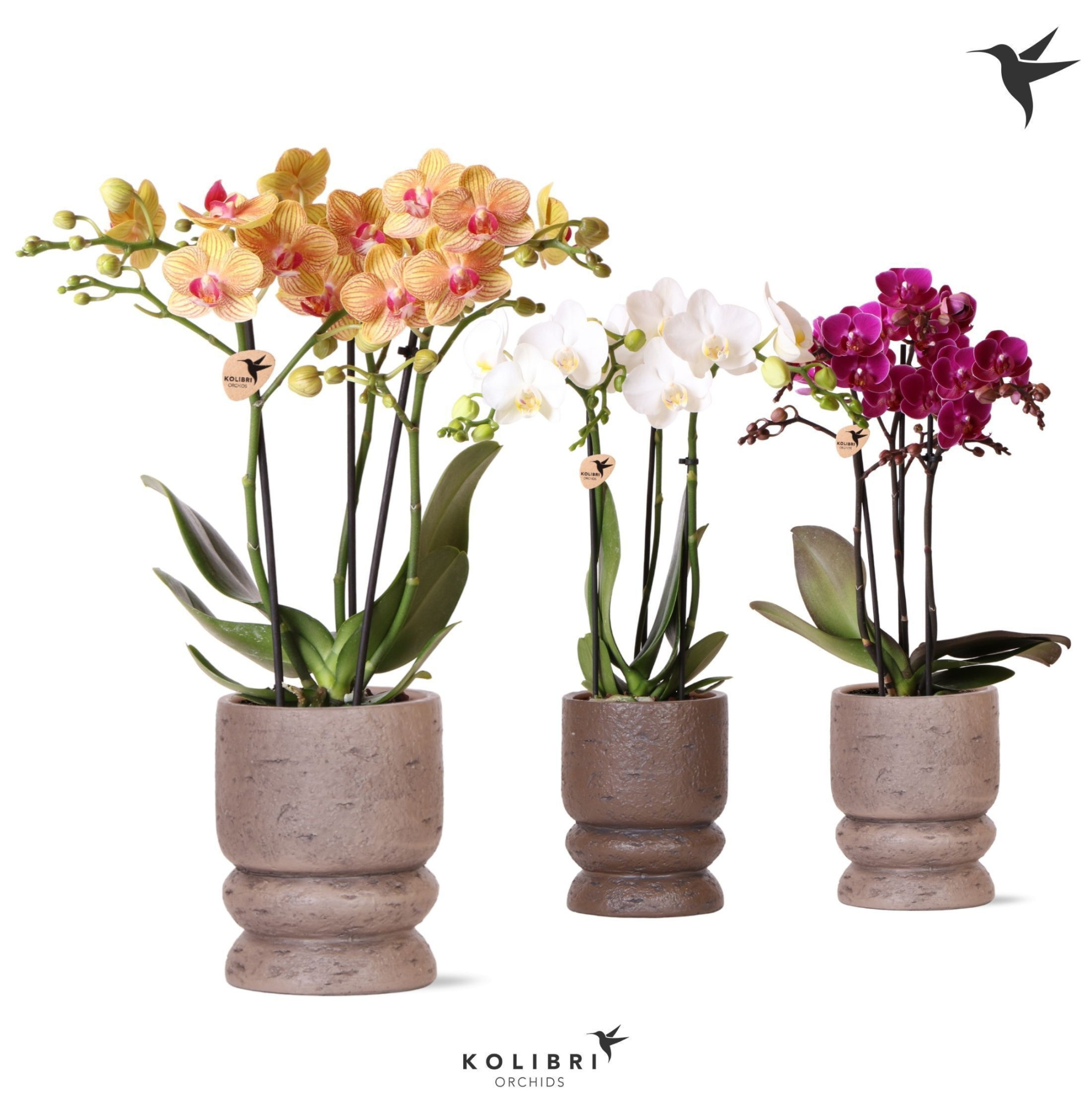 Kolibri Orchids Phalaenopsis mix 3 spike in Vintage pot mix, D 9