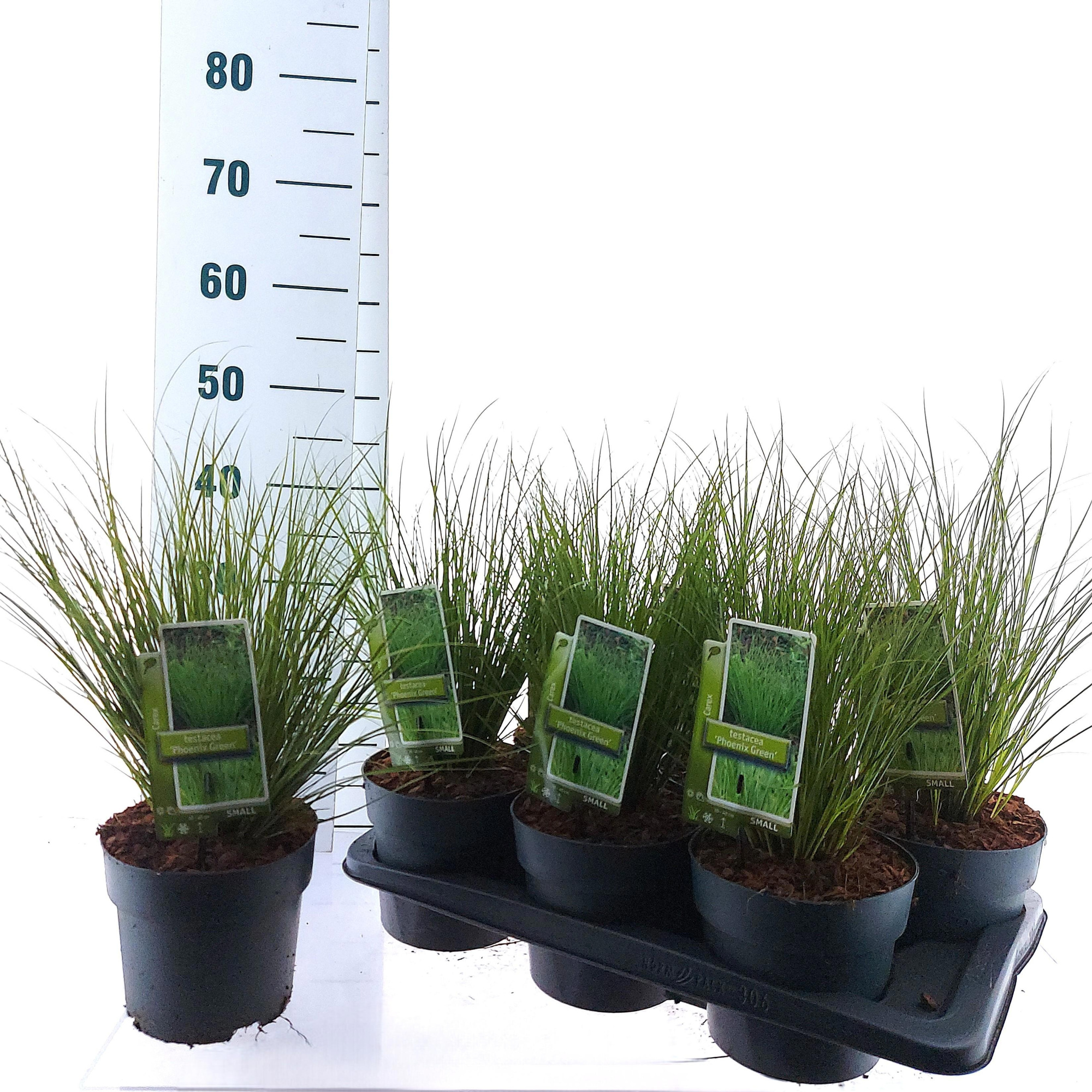 Carex testacea 'Phoenix Green', D 17 cm