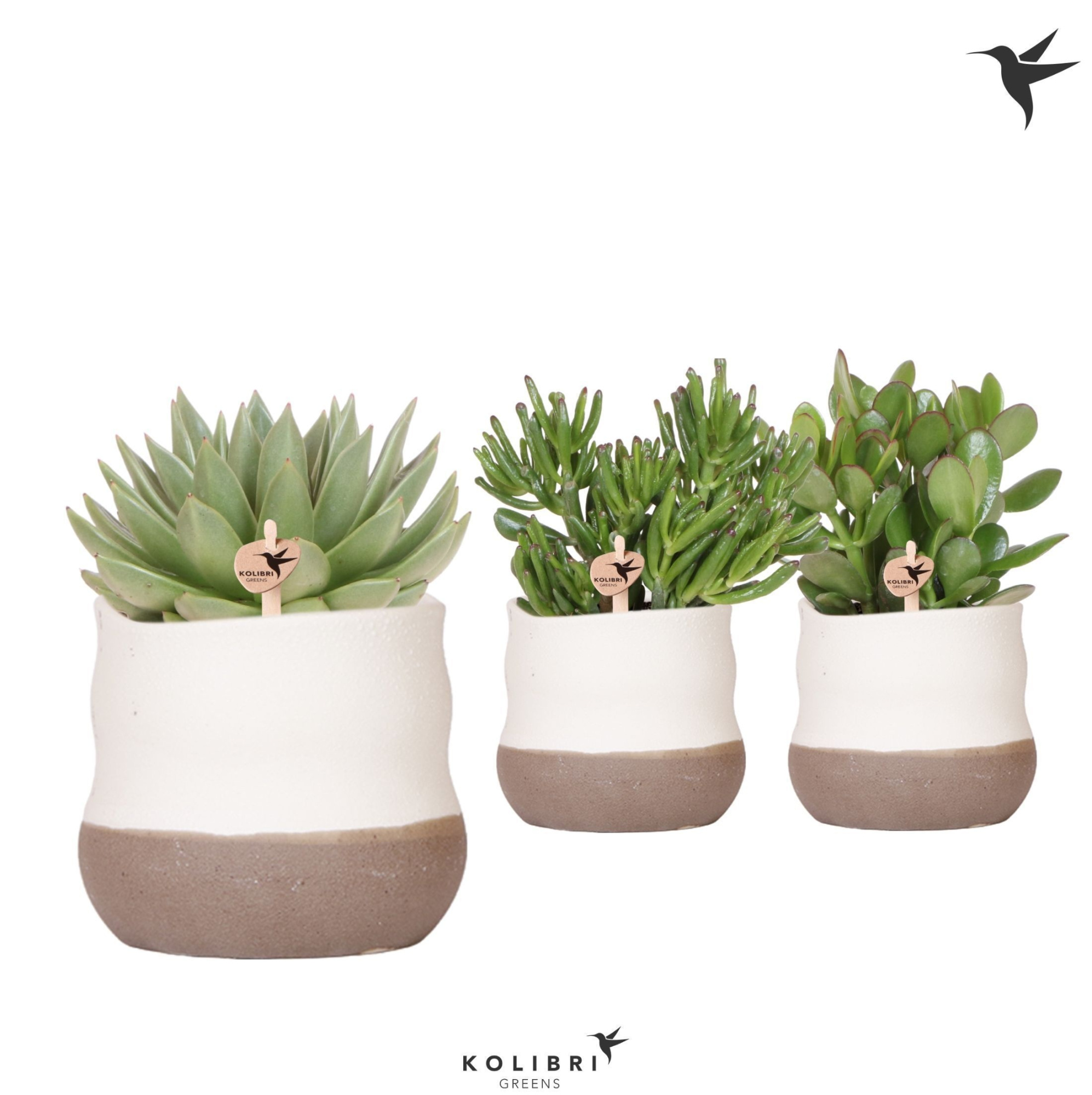 Kolibri Greens Succulenten mix in Imperfect Bag pot, D 12