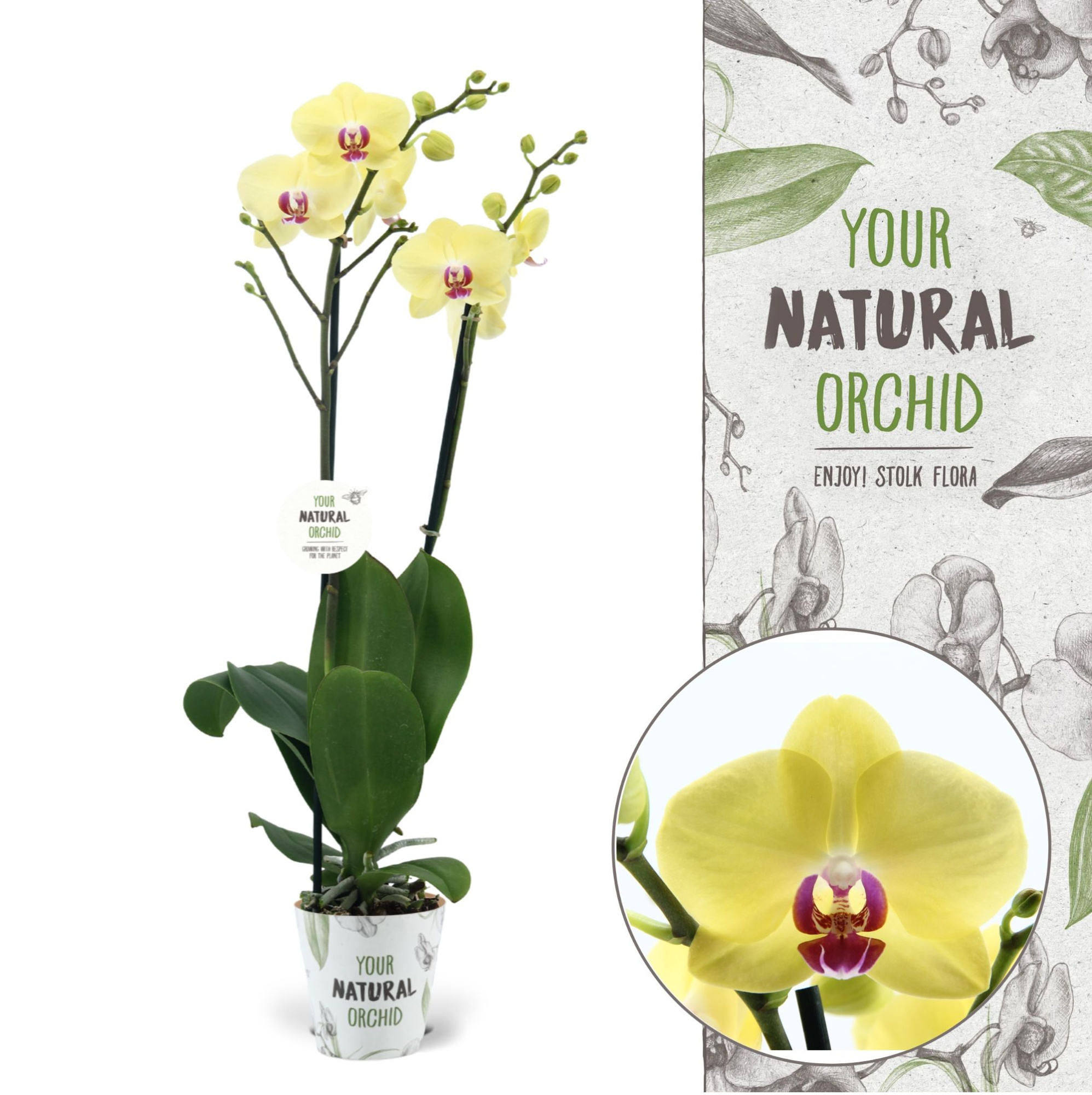 Your Natural Orchid | Modena | Phalaenopsis 2 spike, D 12 cm