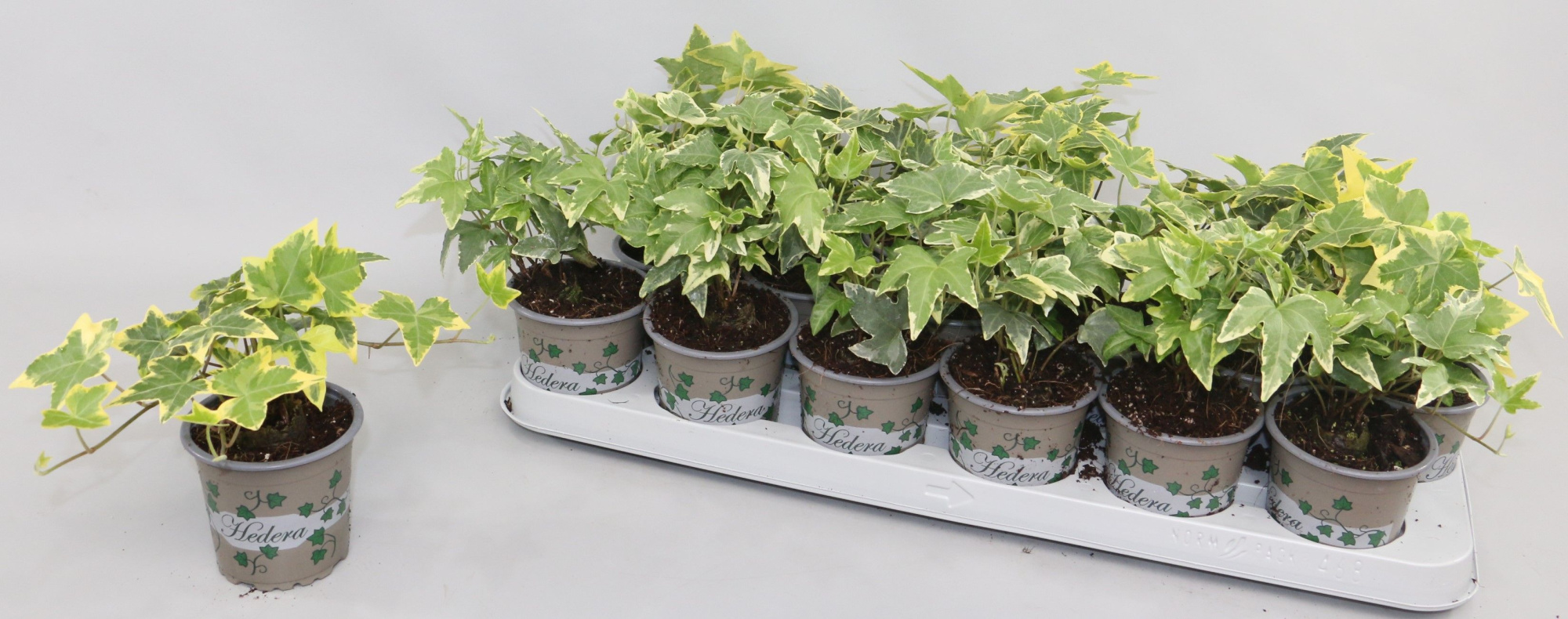 Hedera Bont 3 soorten, D 9