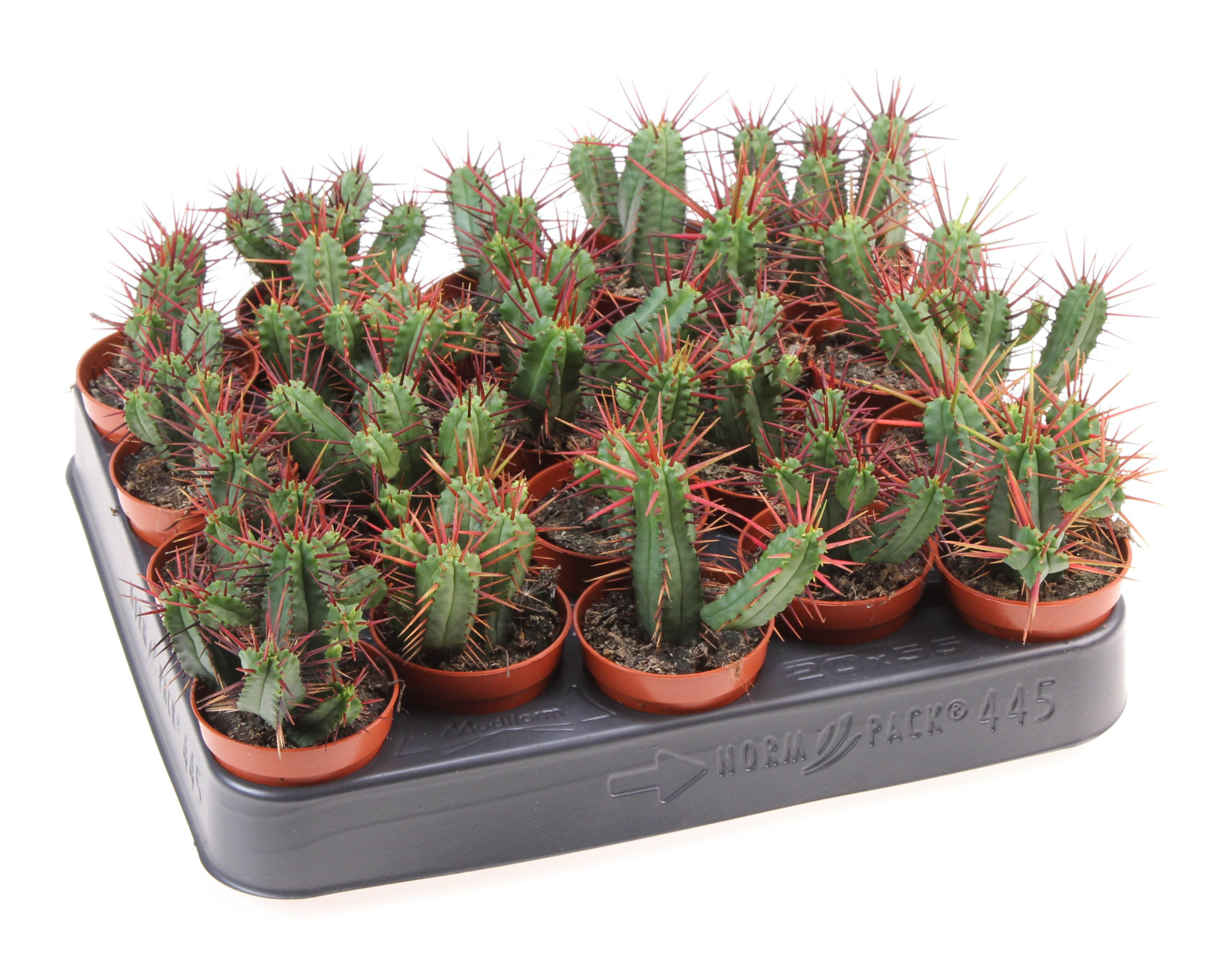 Euphorbia pentagona, D 5,5 cm