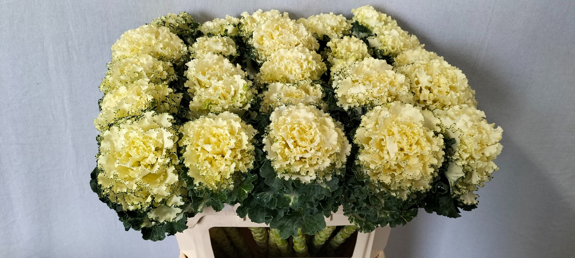 Брассика Крэйн Рафл Вайт 70, шт.