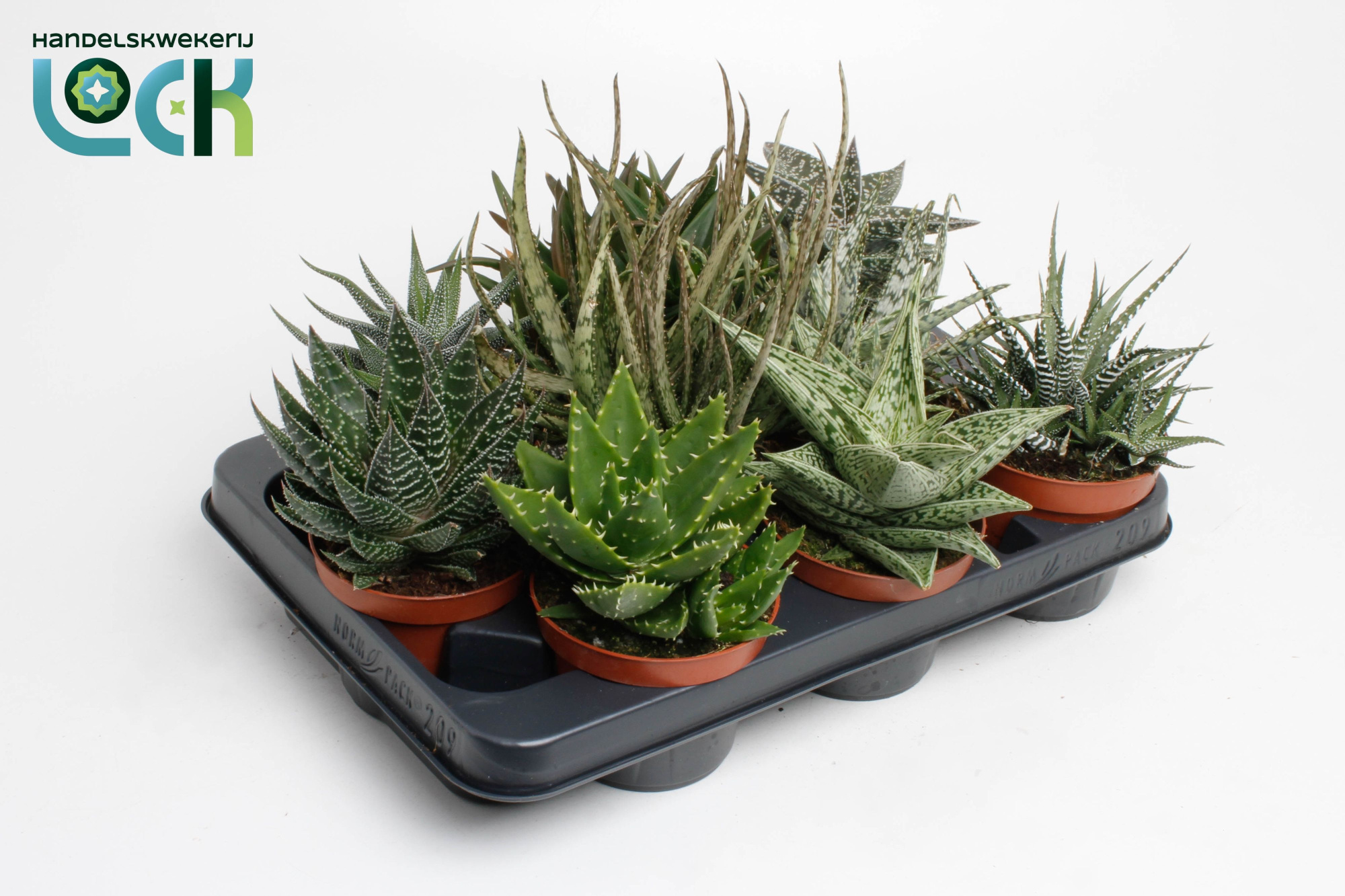 Aloë-Haworthia Mix, D 10,5 cm