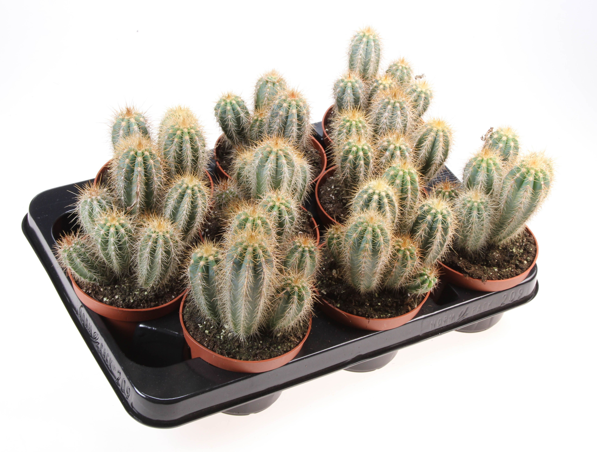 Pilosocereus pachycladus, D 10,5 cm