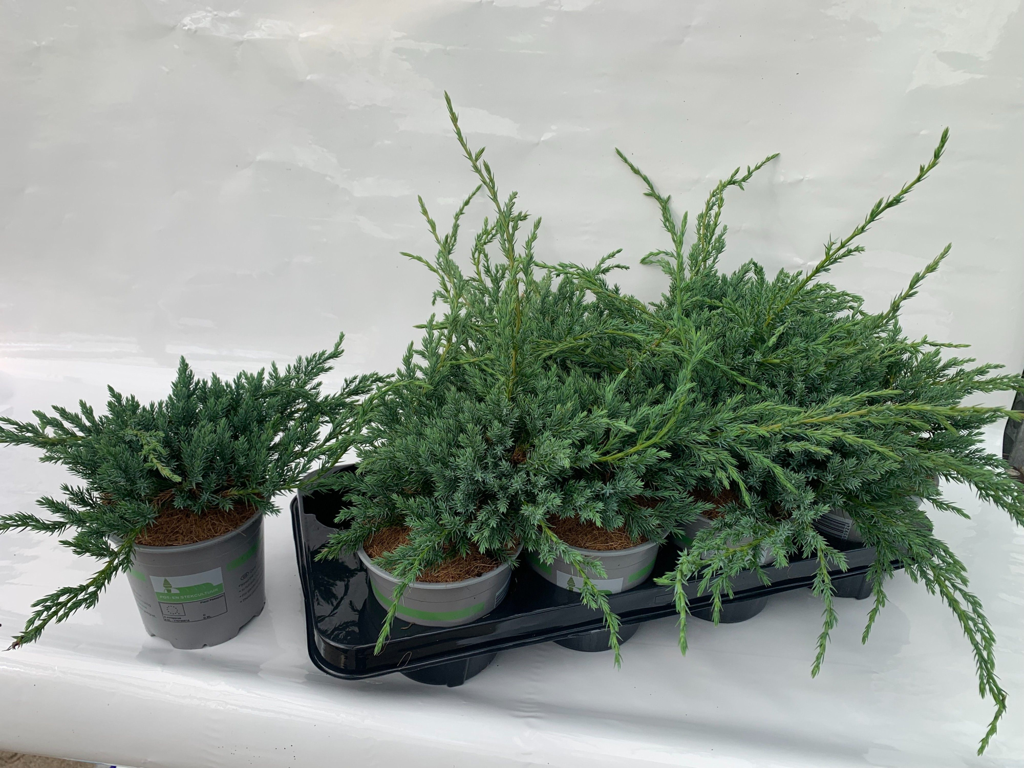 JUNIPERUS SQUAMATA BLUE CARPET, D 13