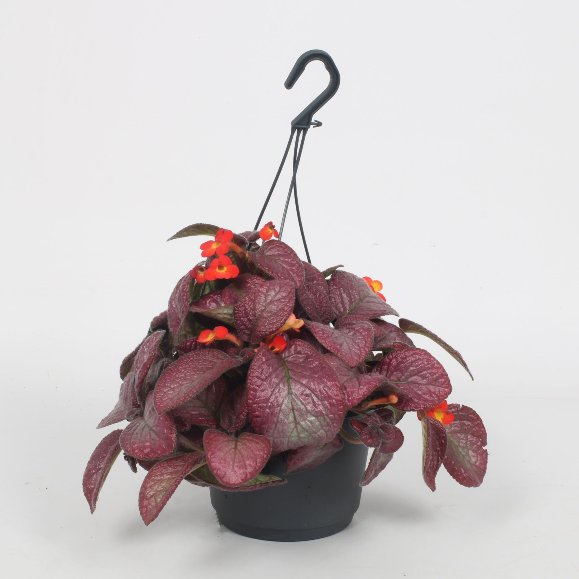 Episcia Malayan Gem 17CM, D 17 cm