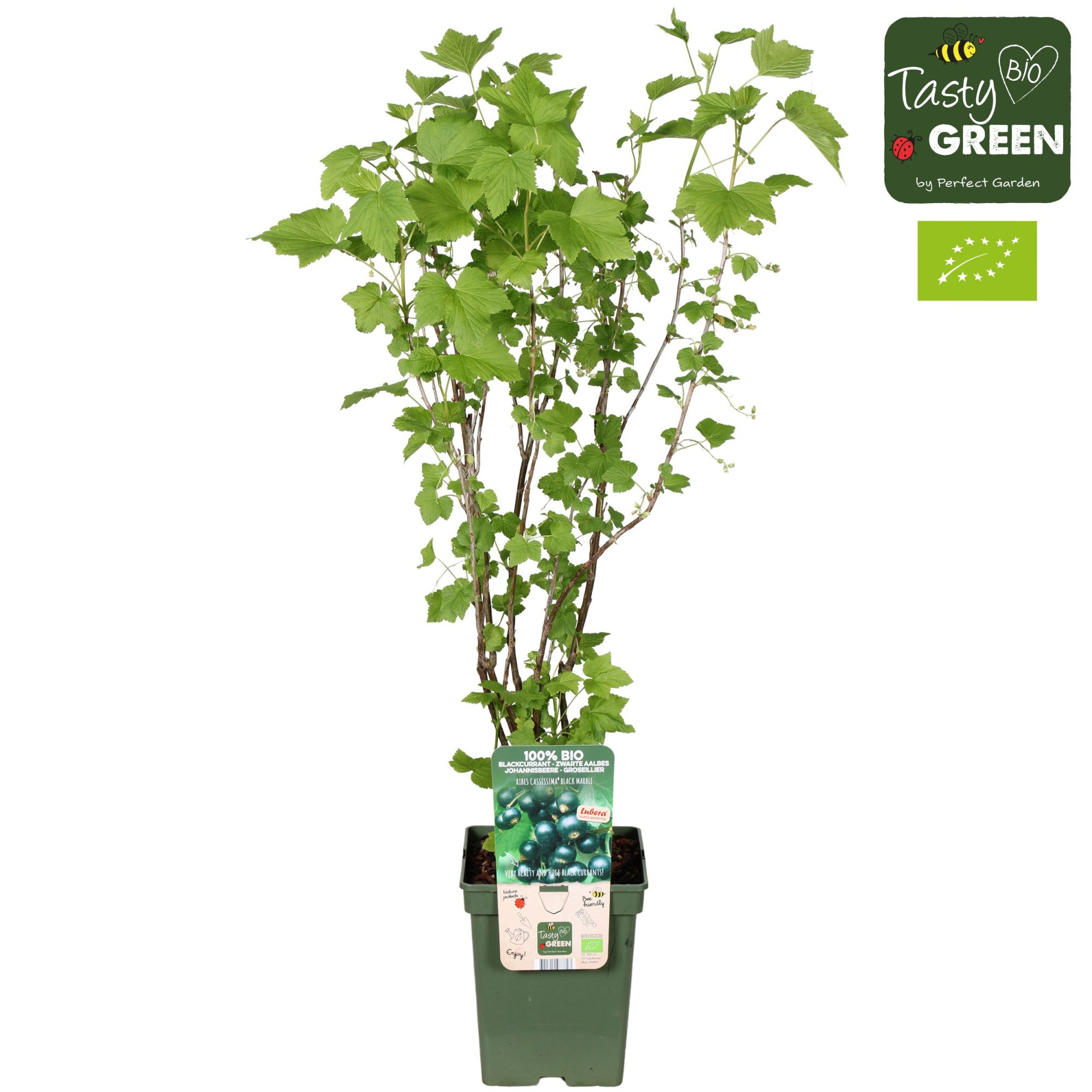 Ribes nigrum 'Black Marble' Bio P23, D 23 cm