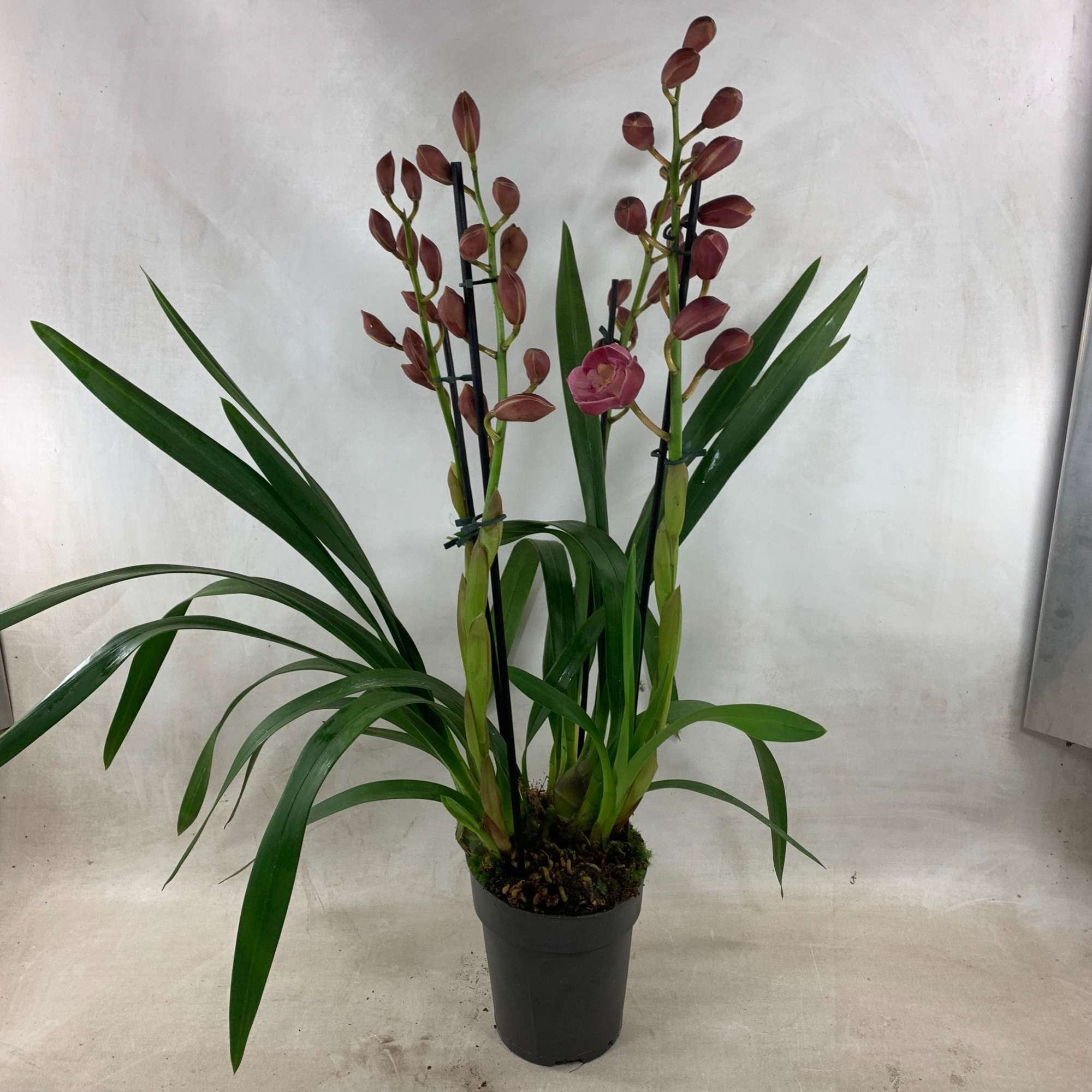 Cymbidium Abbigail 4 -tak, D 14