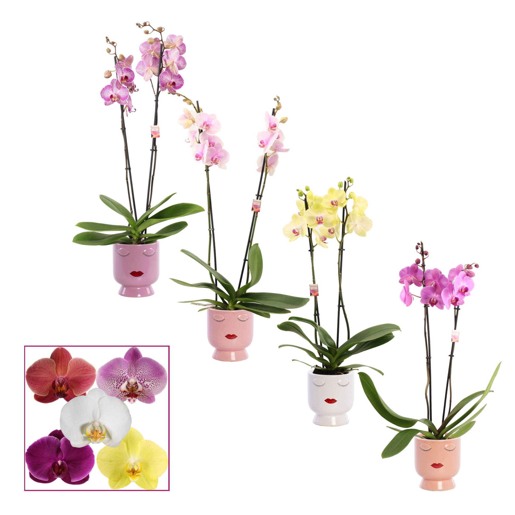 Phalaenopsis 2 tak 14+ mix in Dua Lipa (Party love-collection), D 12 cm