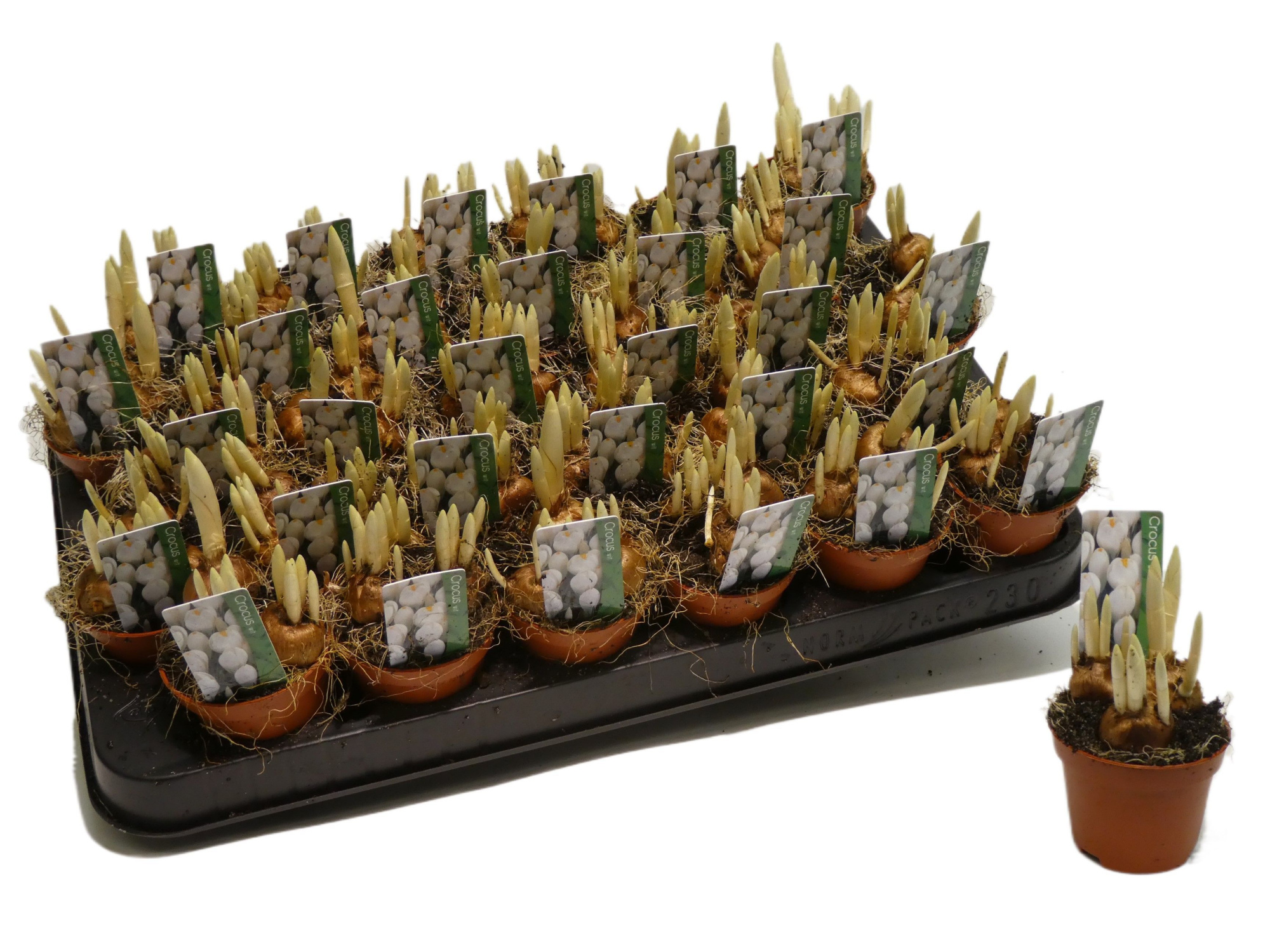 crocus versus jeane d'arc' (wit), D 5