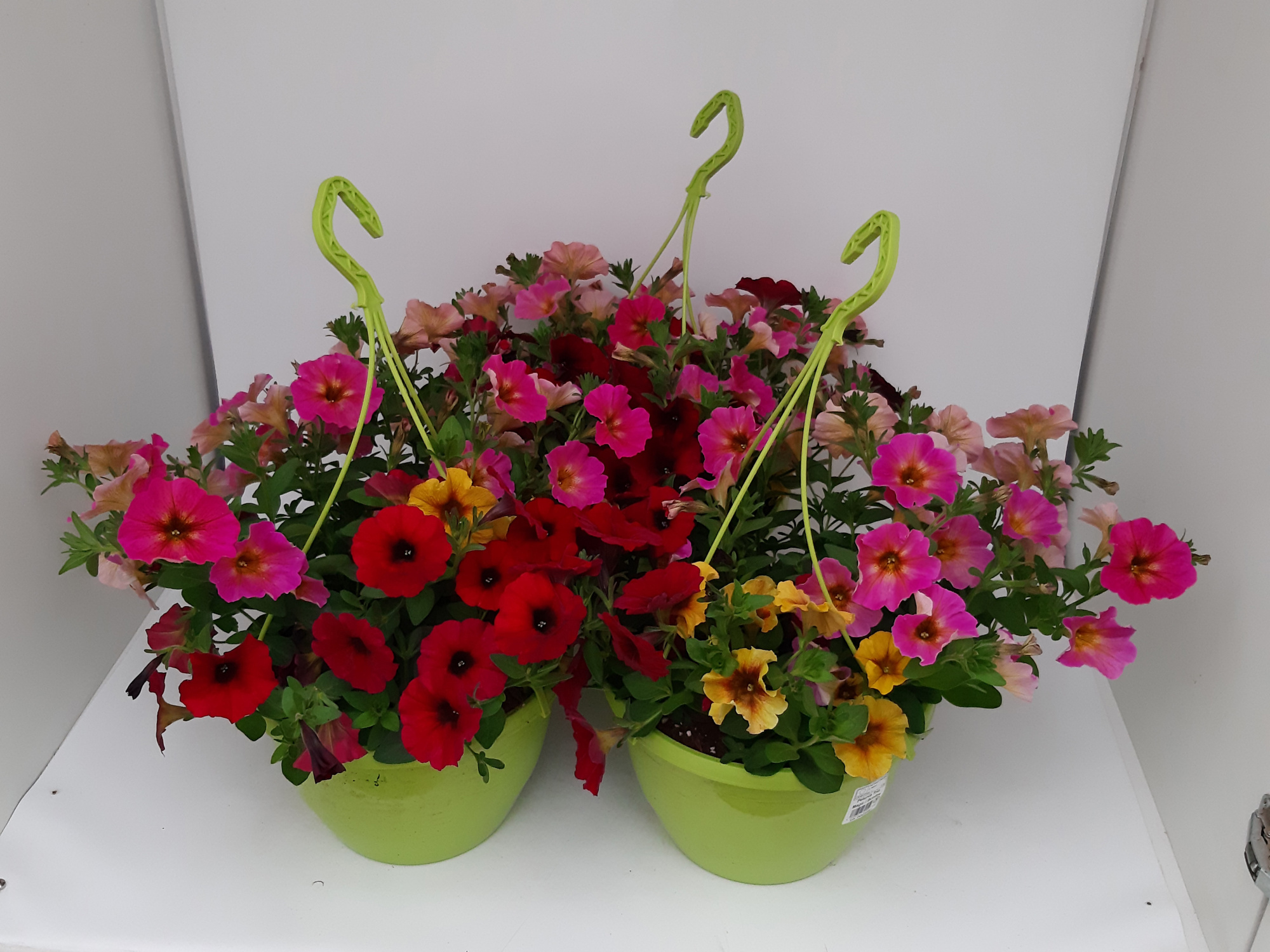 Petunia Petchoa Beautical WSP Ampel T27 Trio, D 27