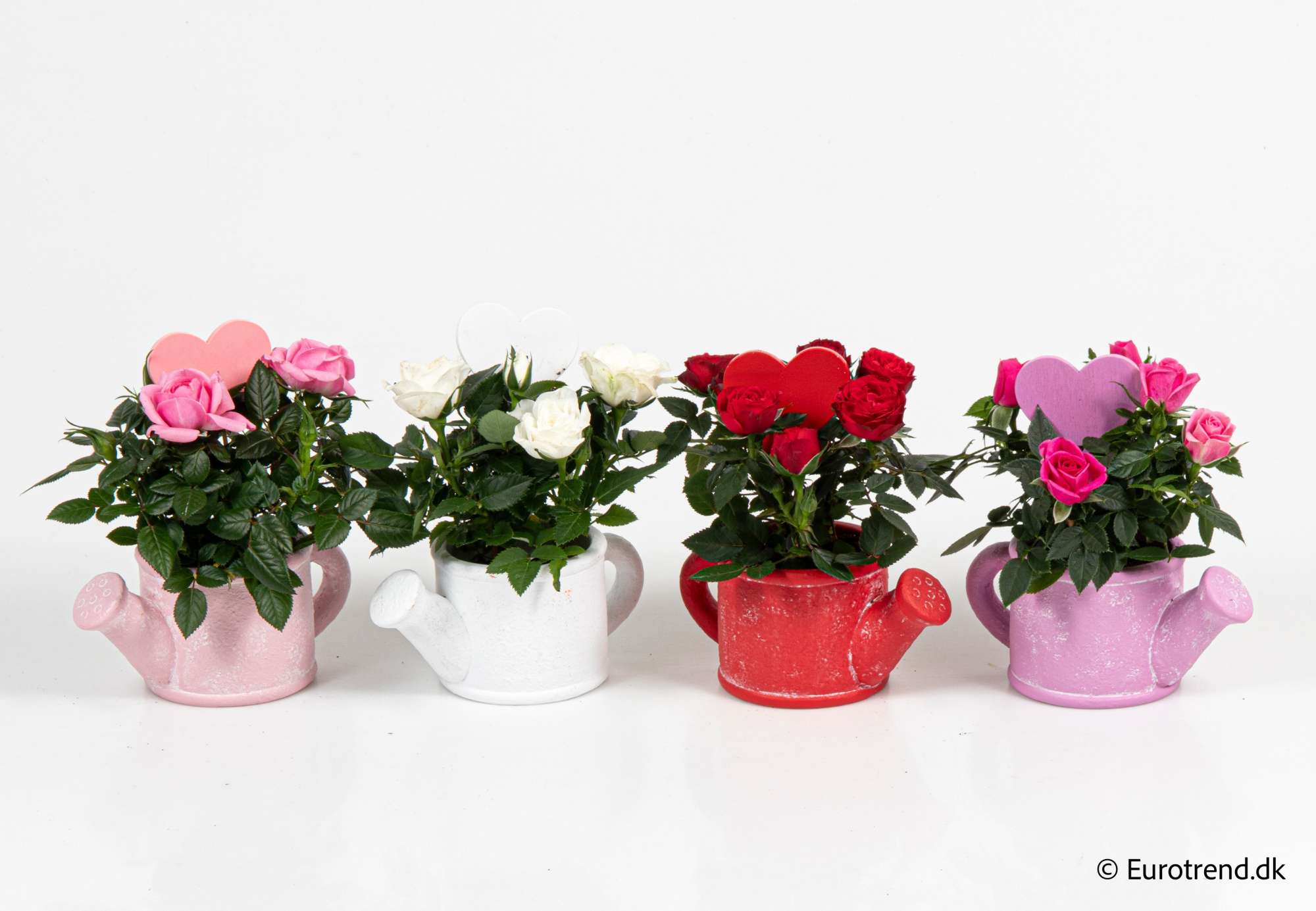 Roses in Valentine ceramic 2026, D 6