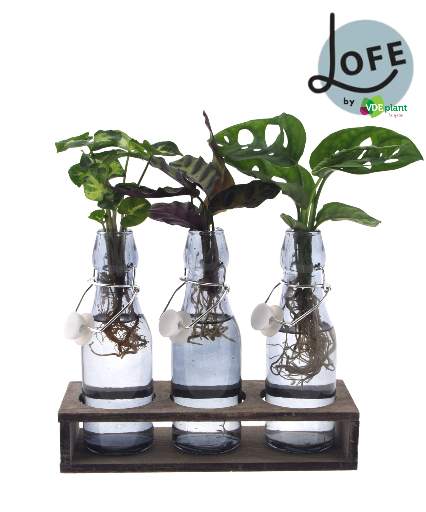 LOFE | Intenz mix in getint Ann glas + trio H- levertijd: 24 uur, D 7 cm