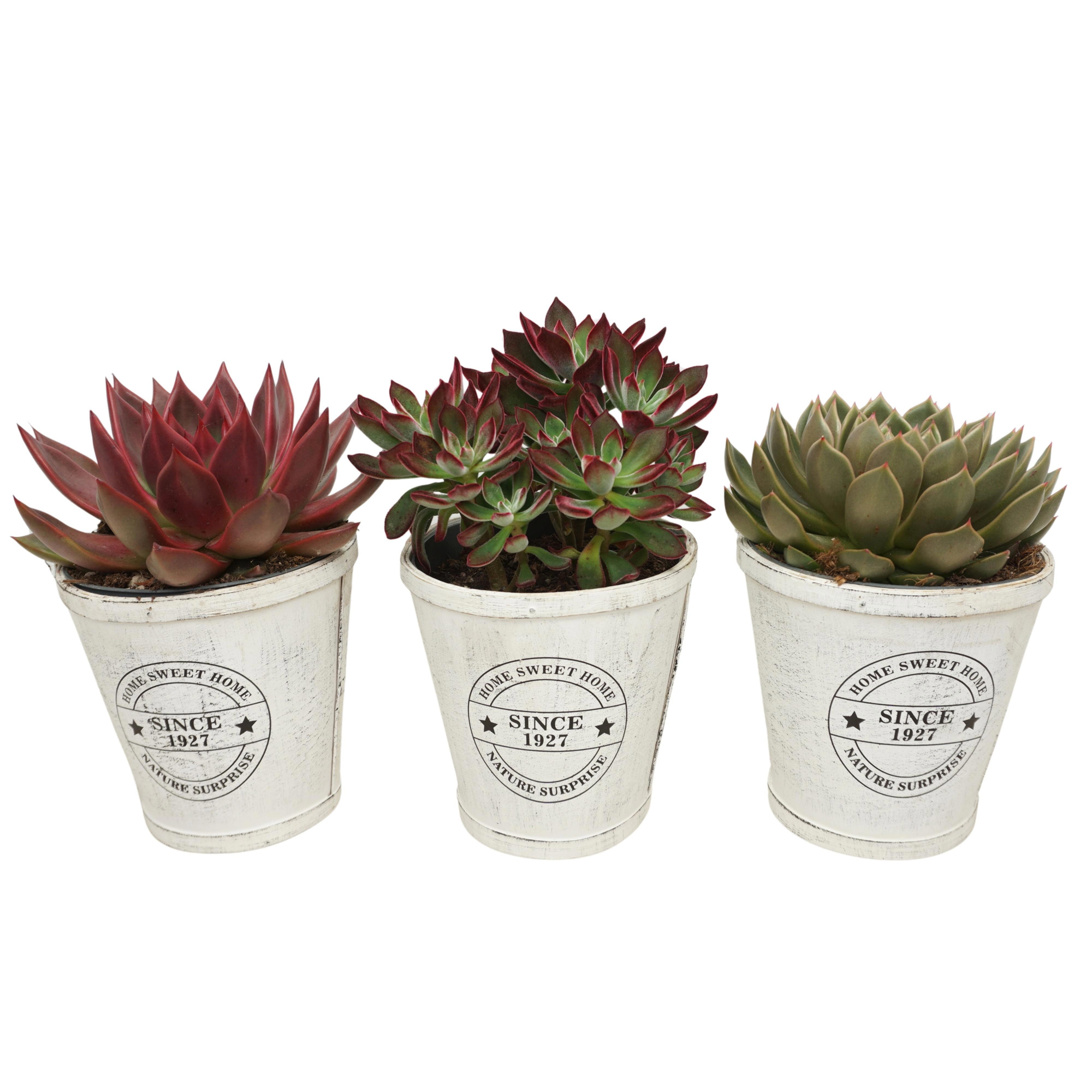 Echeveria Herfst mix in 14 cm Home Sweet Home pot, D 14