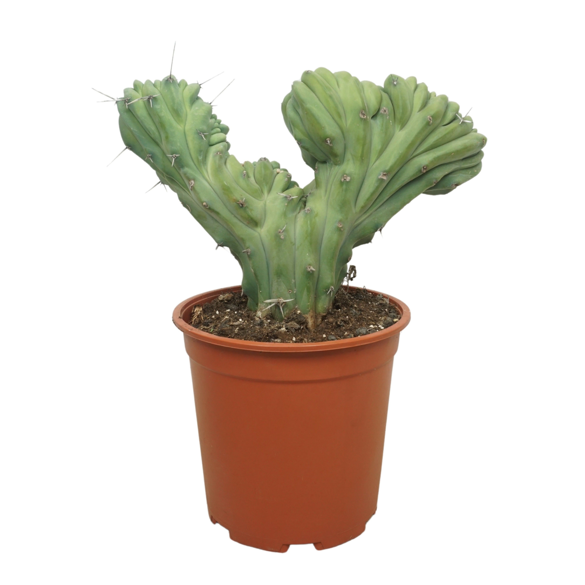 Myrtillocactus geometrizans cristaat 24 cm, D 24