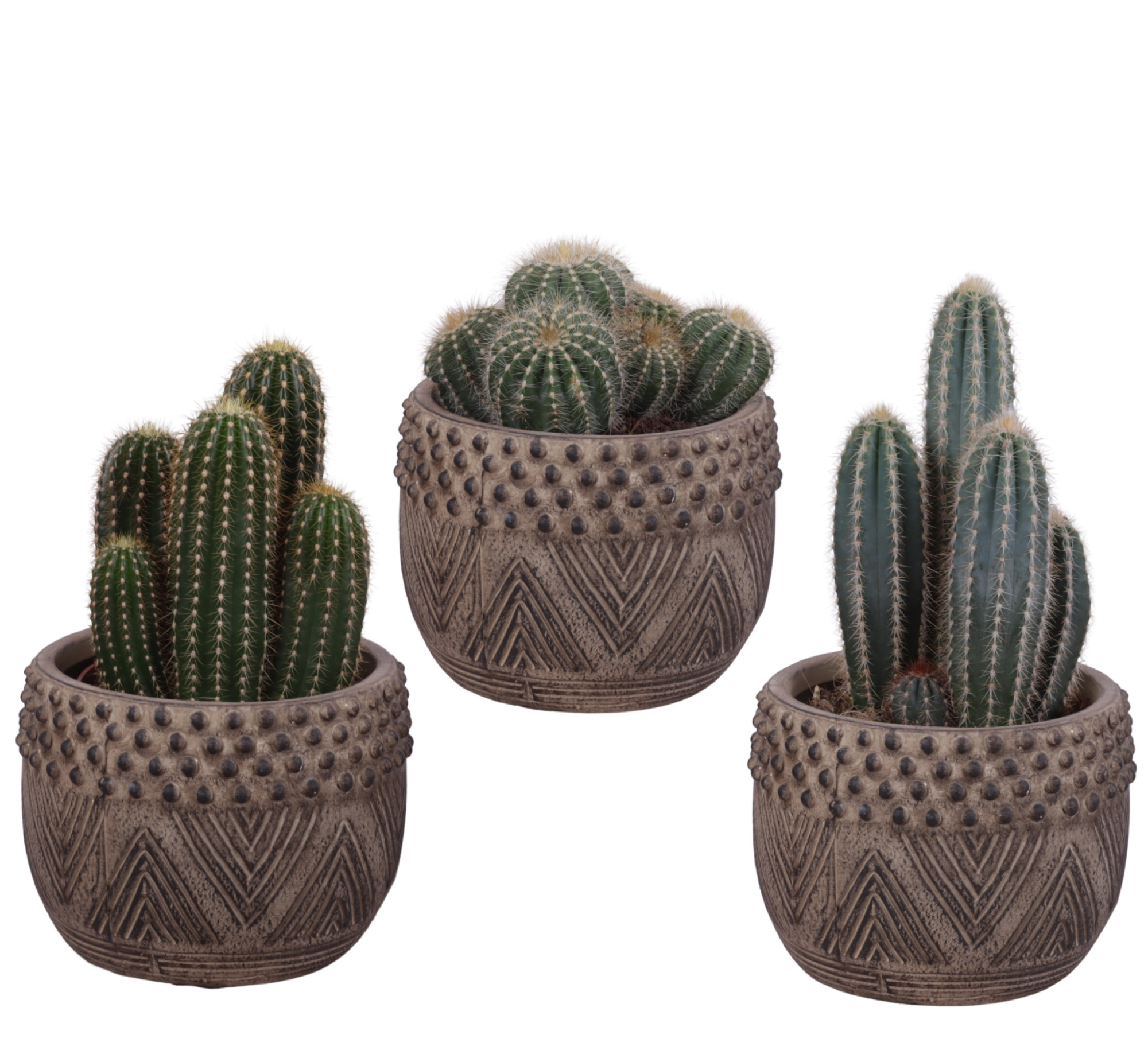 Cactus mix Ø12cm in Ø16cm Ceramic EV665, D 16