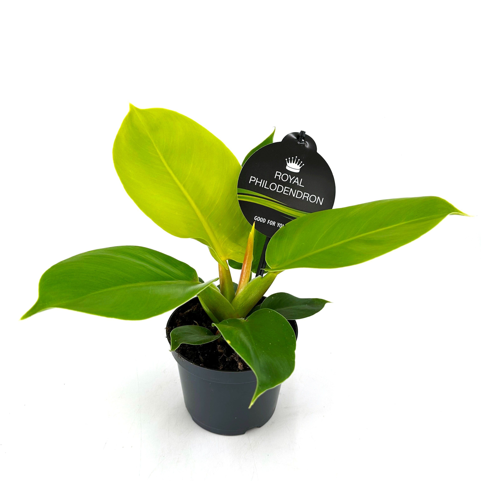 Philodendron"Moonlight", D 12 cm