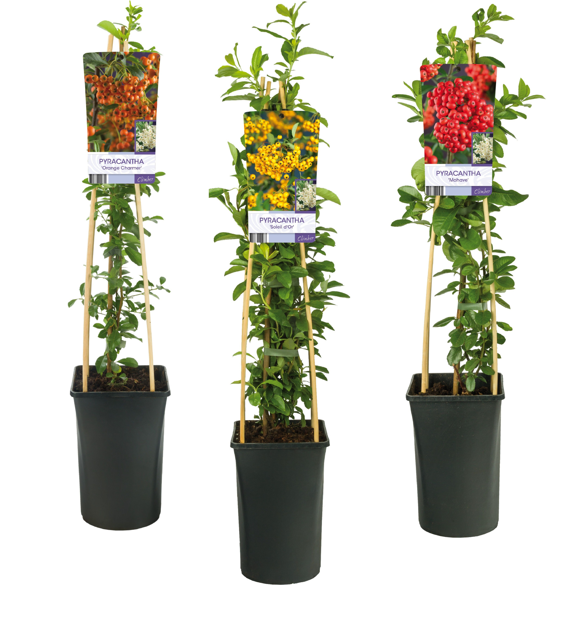 Mixshelf Pyracantha +light label, D 17 cm