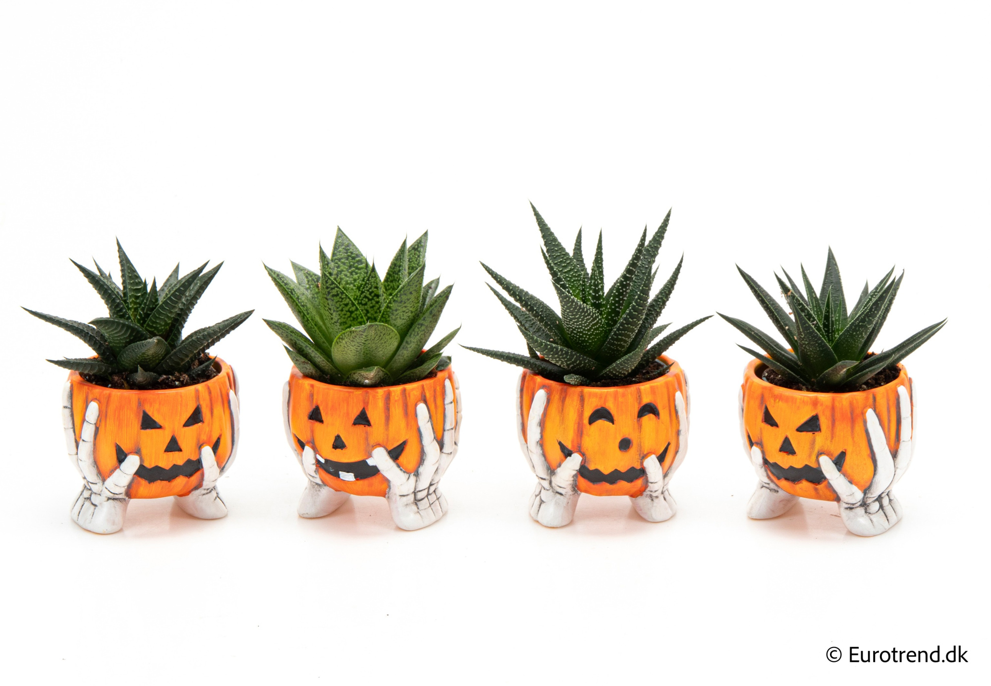 Succulent Mix in Halloween ceramic 2025, D 6 cm
