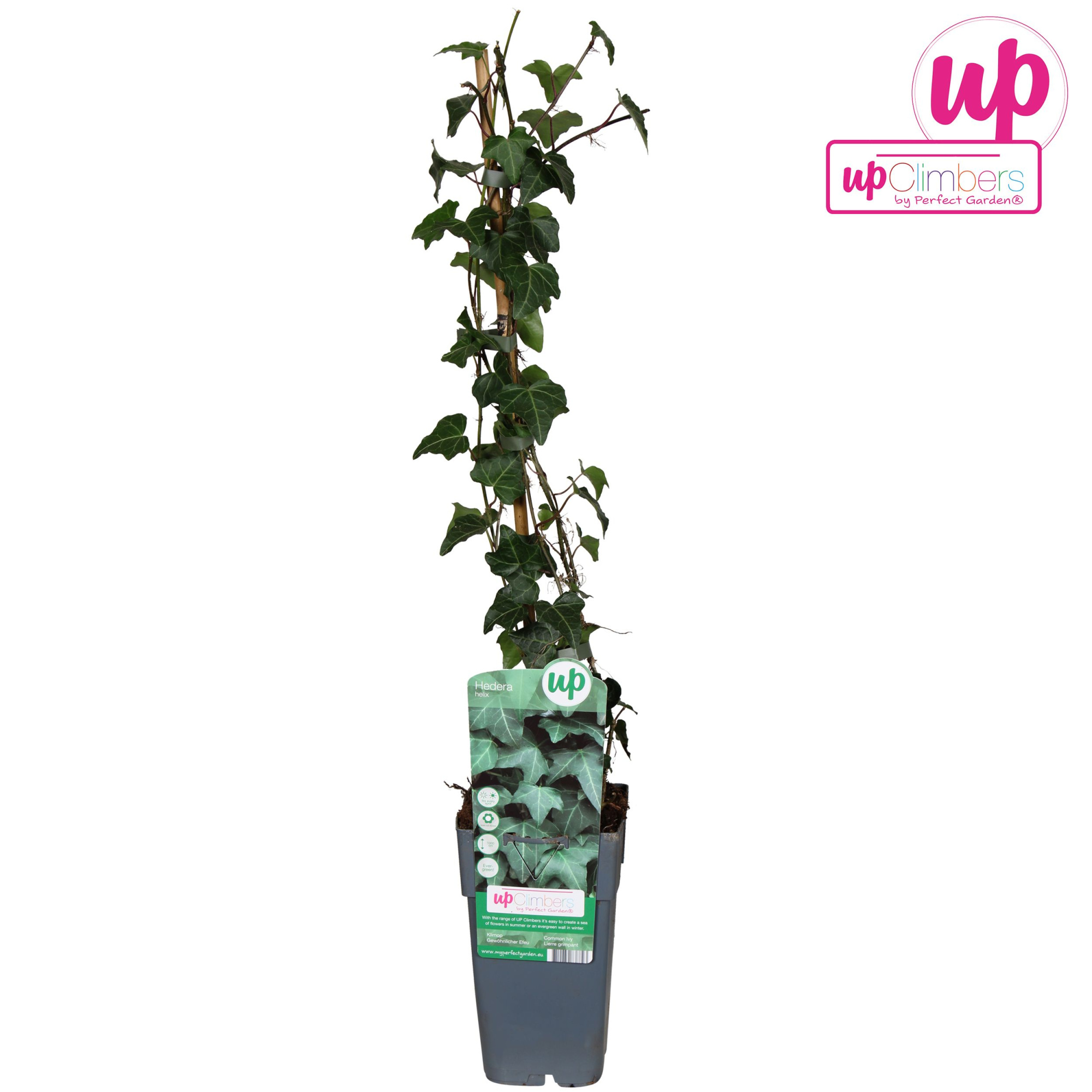 Hedera helix P15, D 15