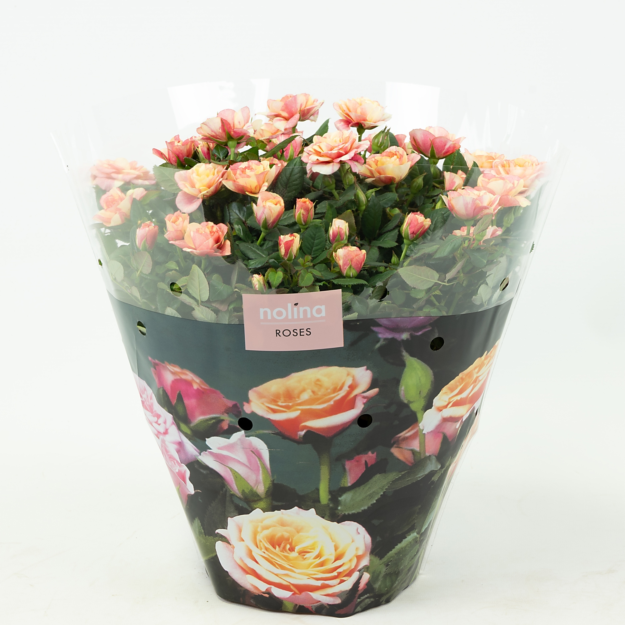 Nolina Roses Excellent Bowl Ø 23 cm. Gosia, D 23